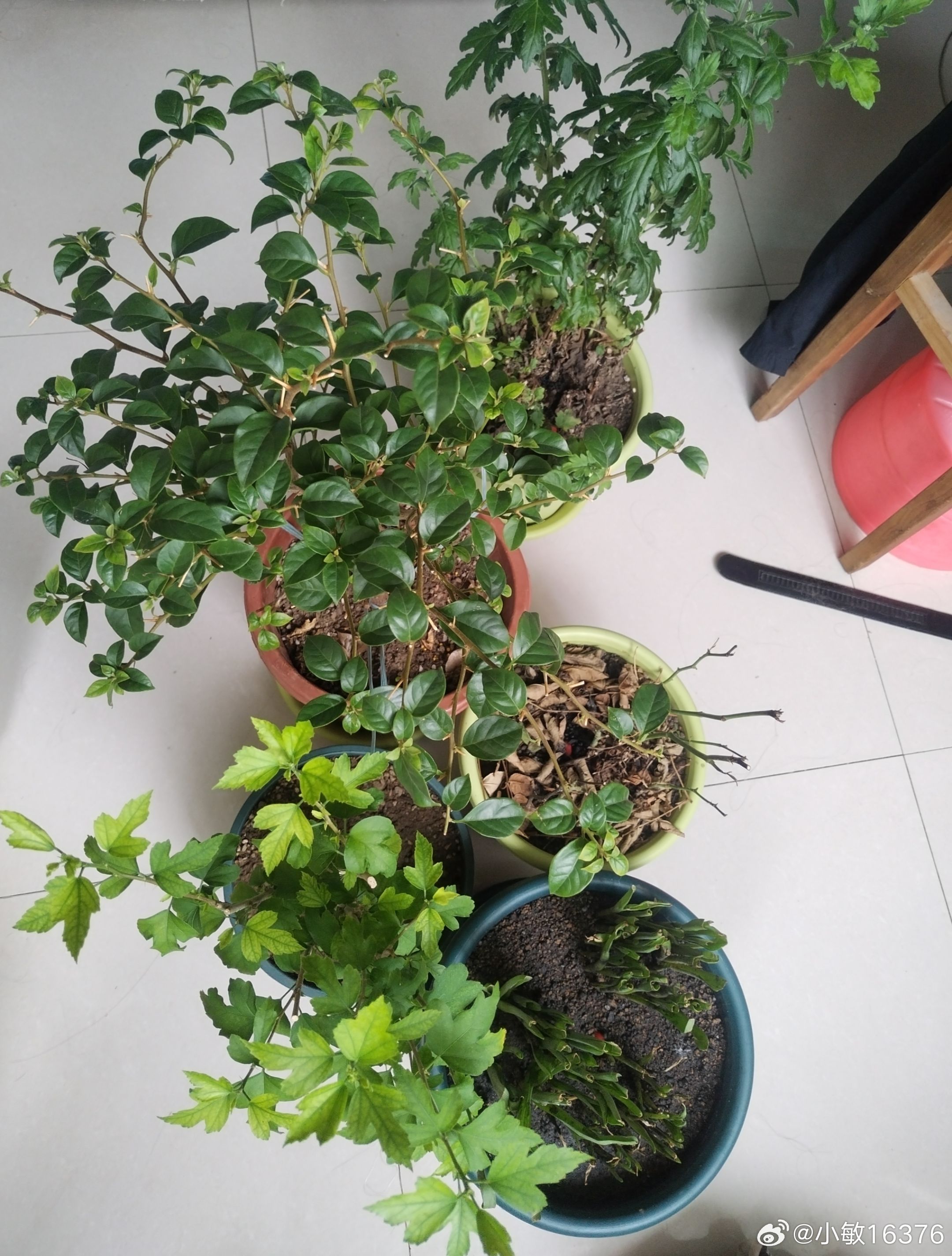 我的月季啊，要怎么抢救啊，其他的花都好好的