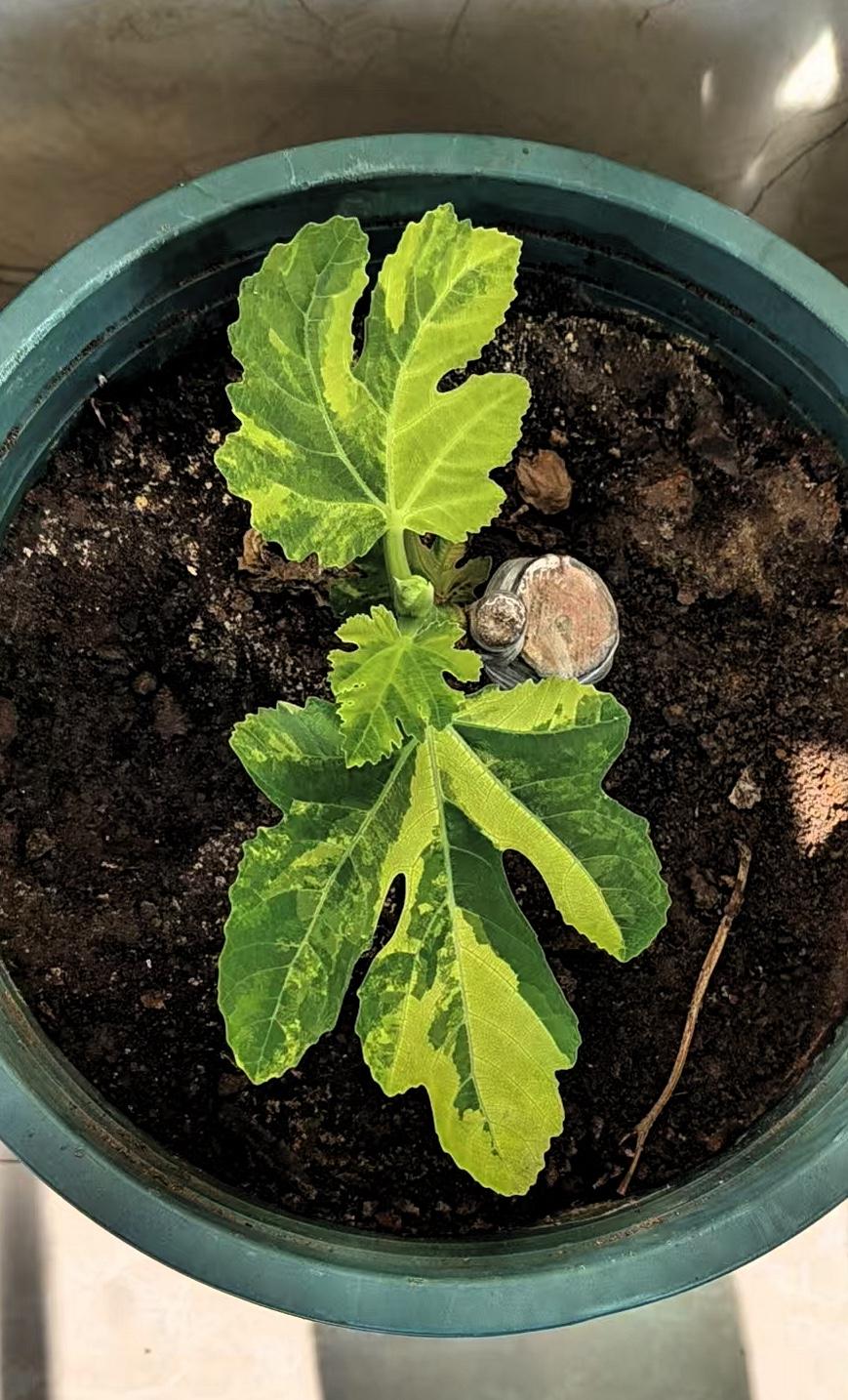 花叶老虎无花果赏叶又能吃果，有人说它是从美国引进，还有观点认为它是玛斯义陶芬变异