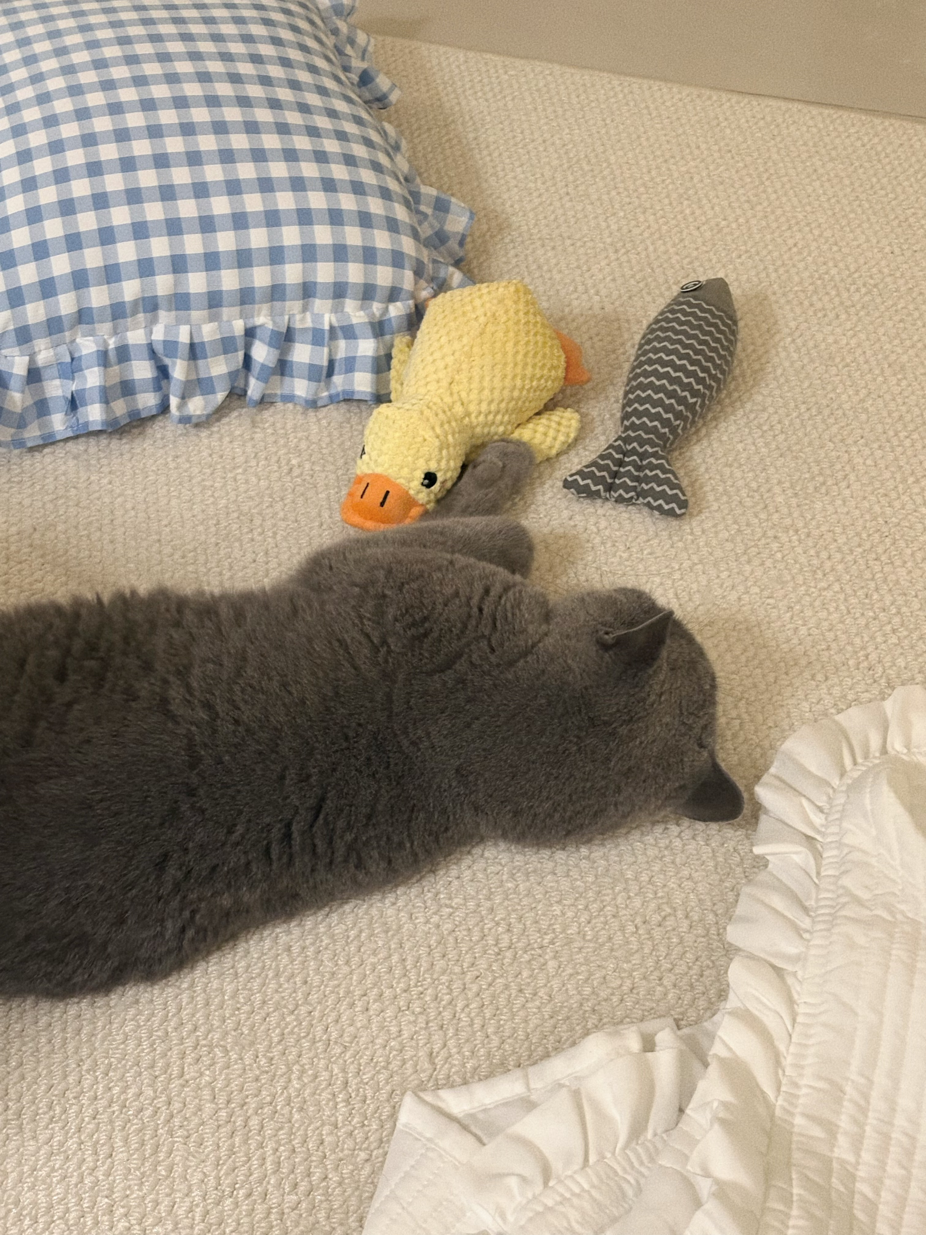 皮皮猪🐷 ​​​