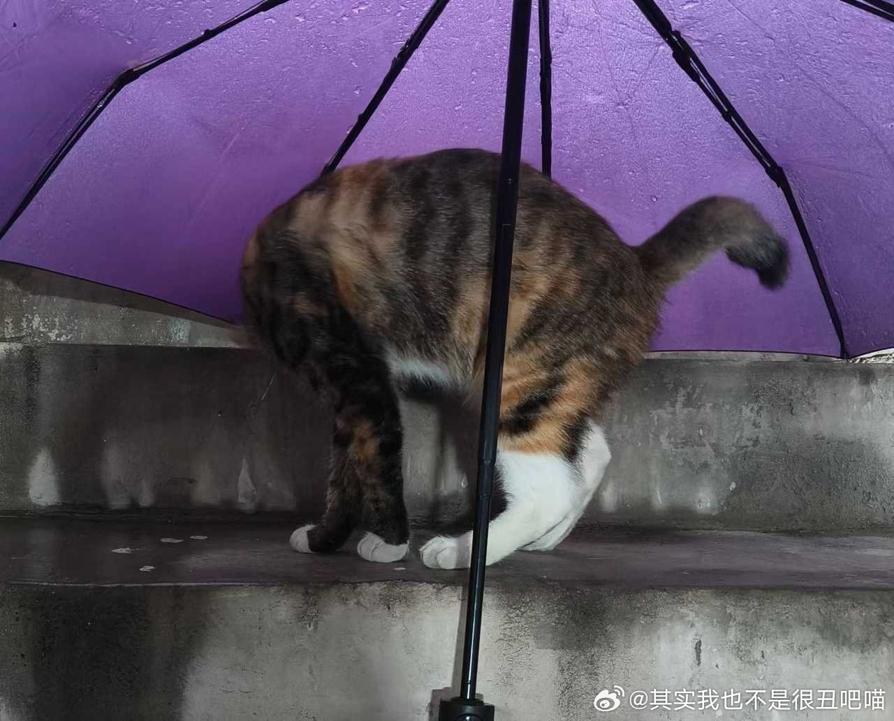 49461【丑猫】摸不着头脑 