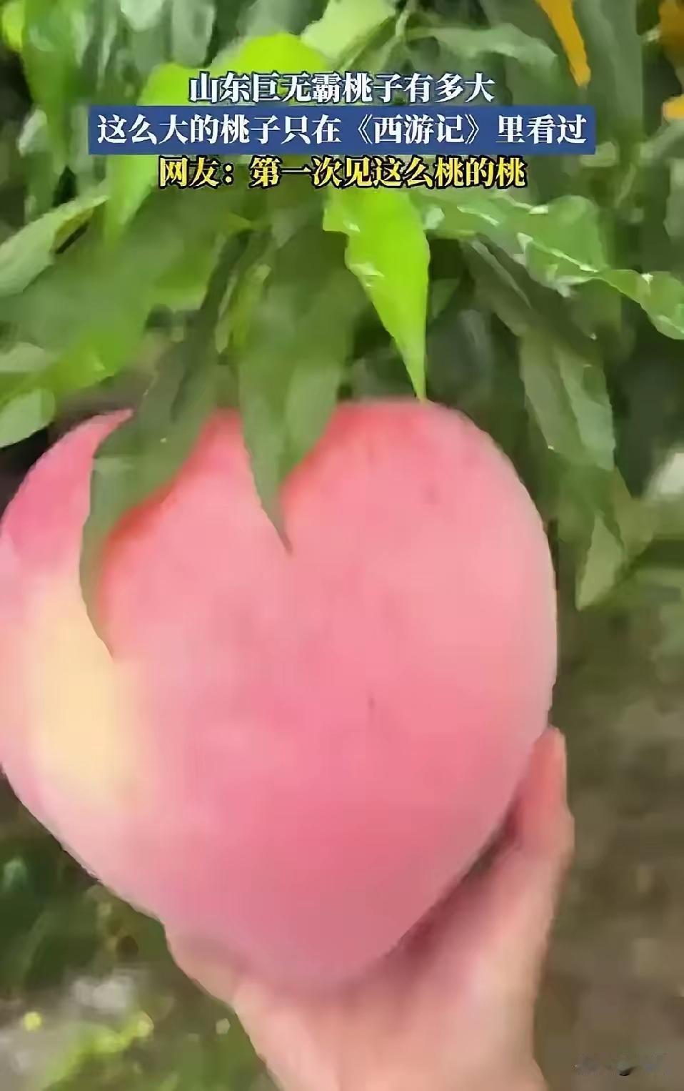 西游记里的仙桃要是出现在现实世界，那山东肥城的巨型肥桃绝对有资格“竞选”。桃子本