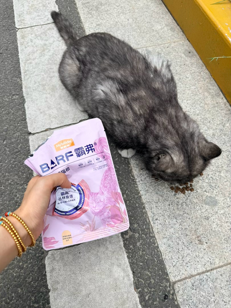 车里常备猫粮，你就会收获很多小咪 