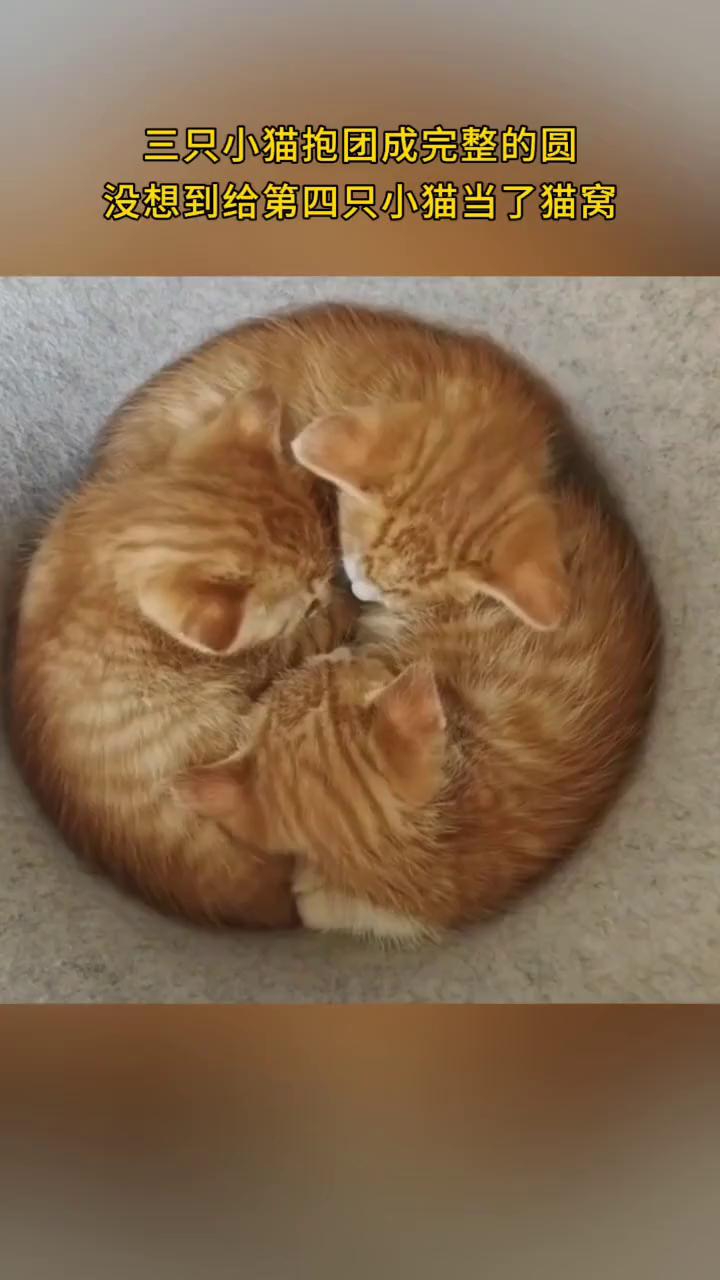 三只小猫抱团成完整的圆，没想到给第四只小猫当了猫窝。