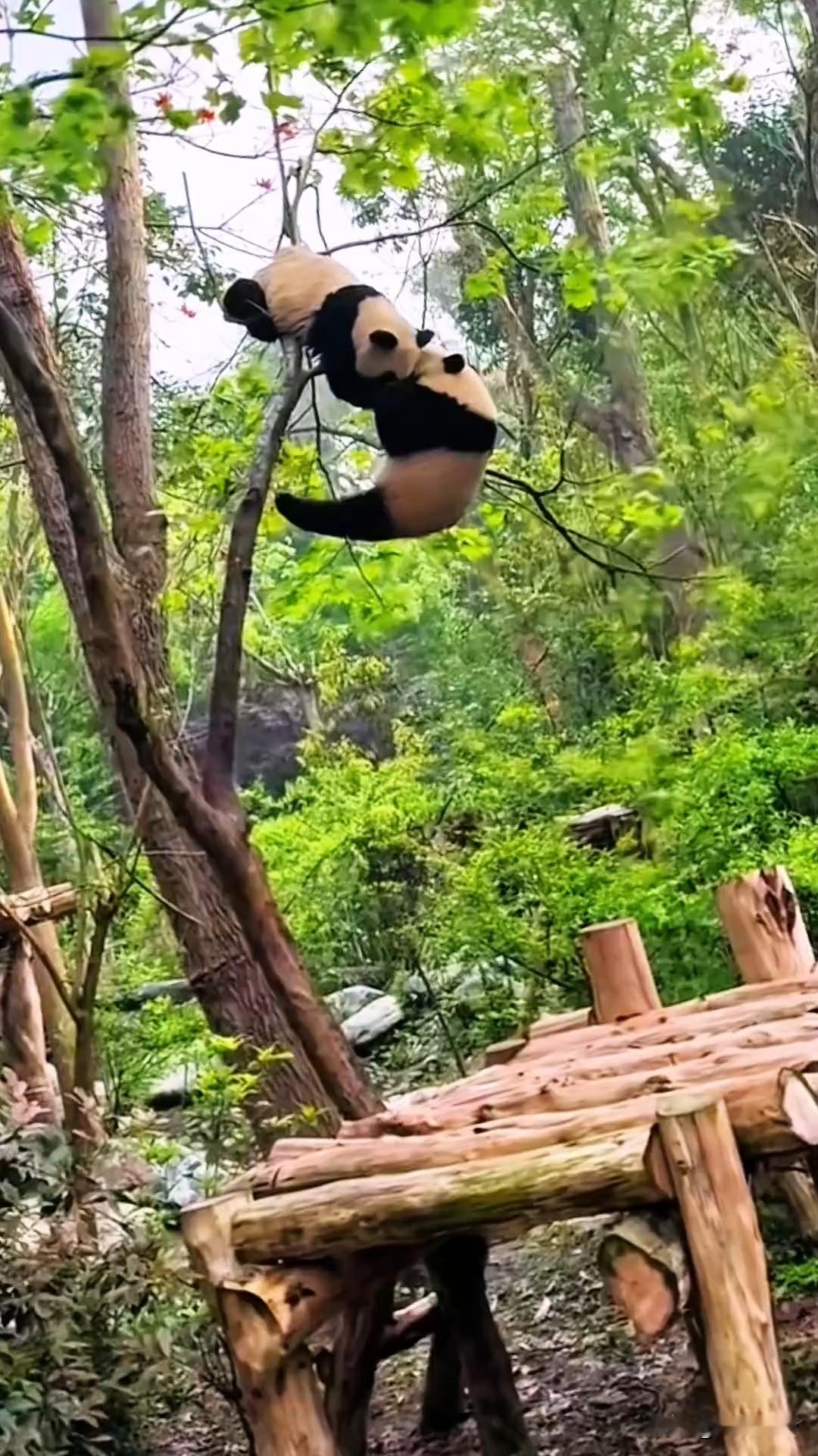 哎呀妈呀老铁笑不活了！俩熊猫搁树上疯玩耍，全都挂在细树枝上下不来。
下边那只机灵
