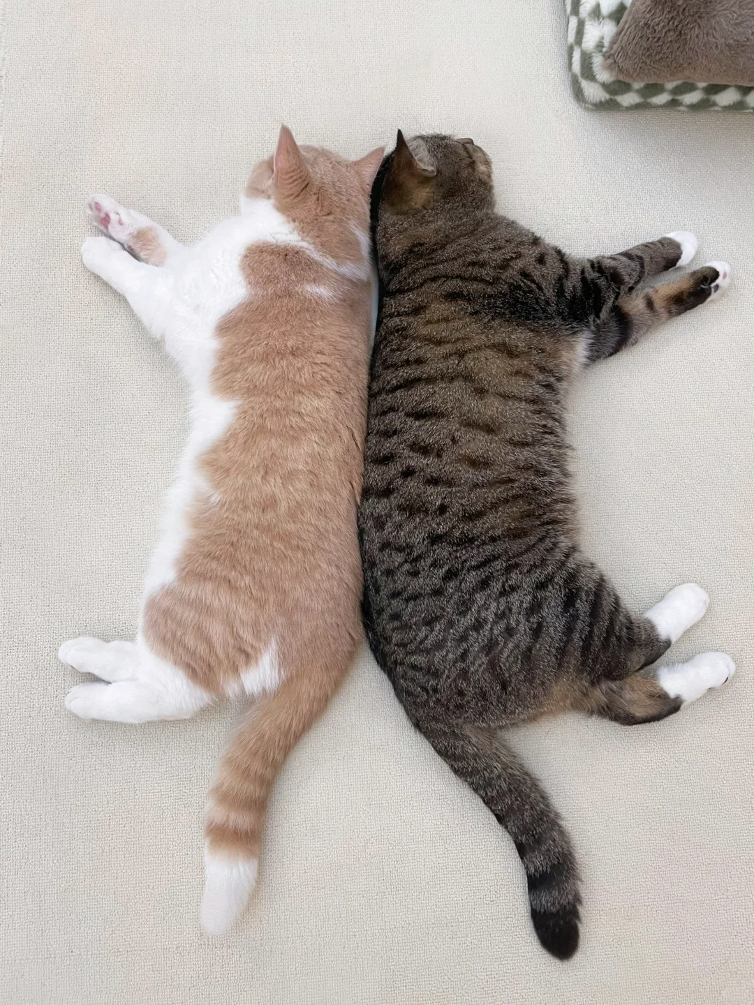 打完架和好速度高于90%的猫咪～