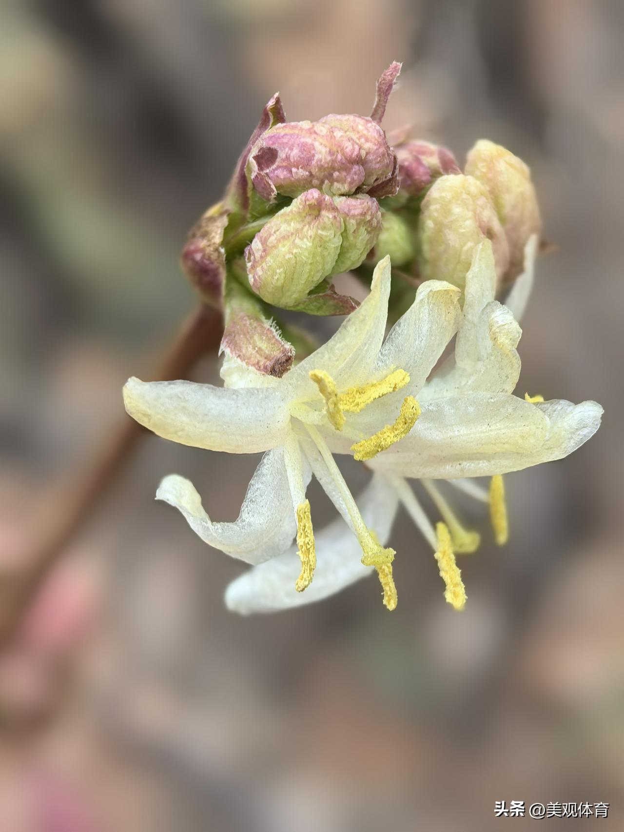 紫竹院公园里的郁香忍冬