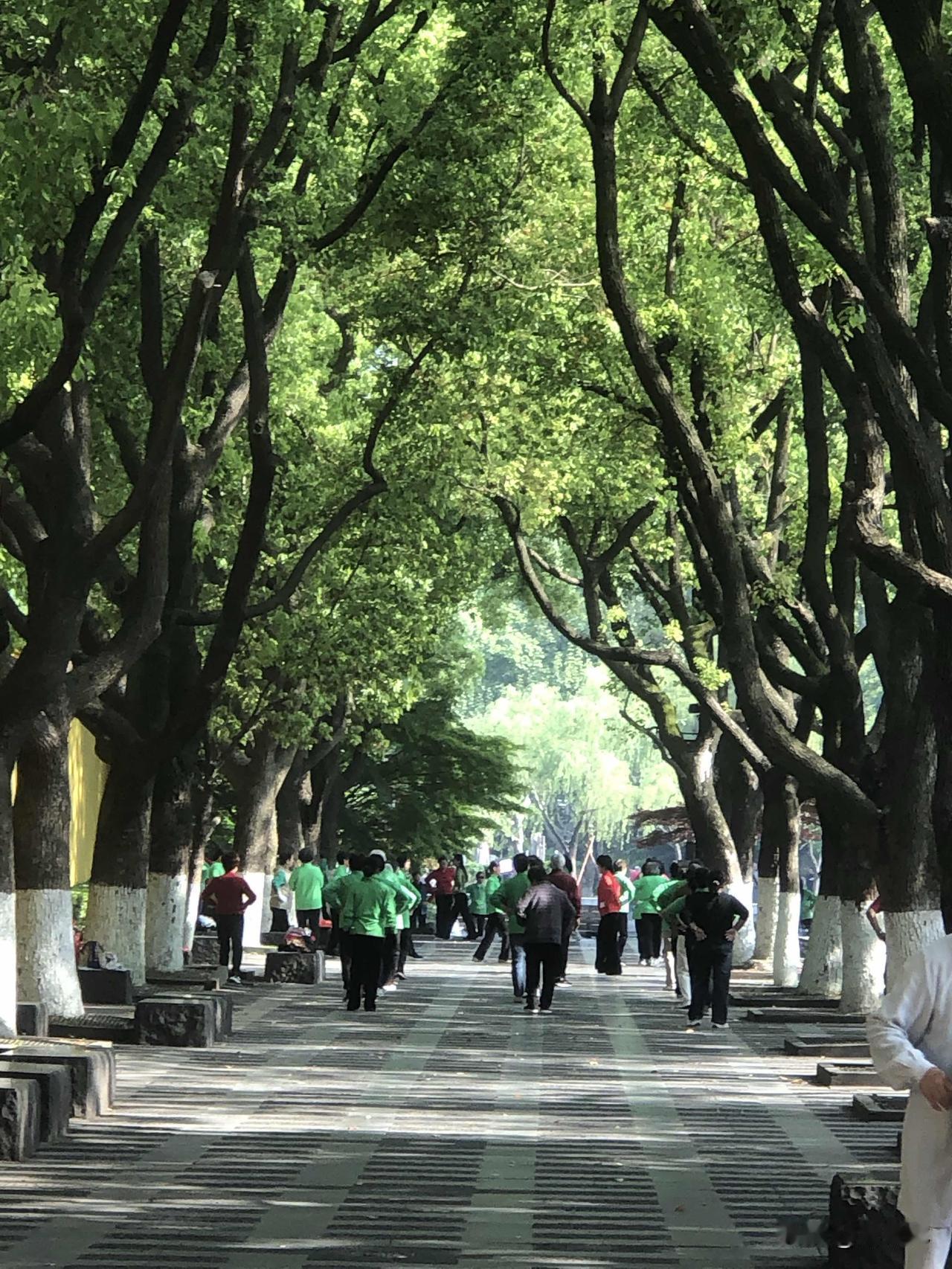 五一假期带着家人来红梅公园打卡啦！春日的公园被杜鹃染成了粉紫色，长廊里的笛声、湖