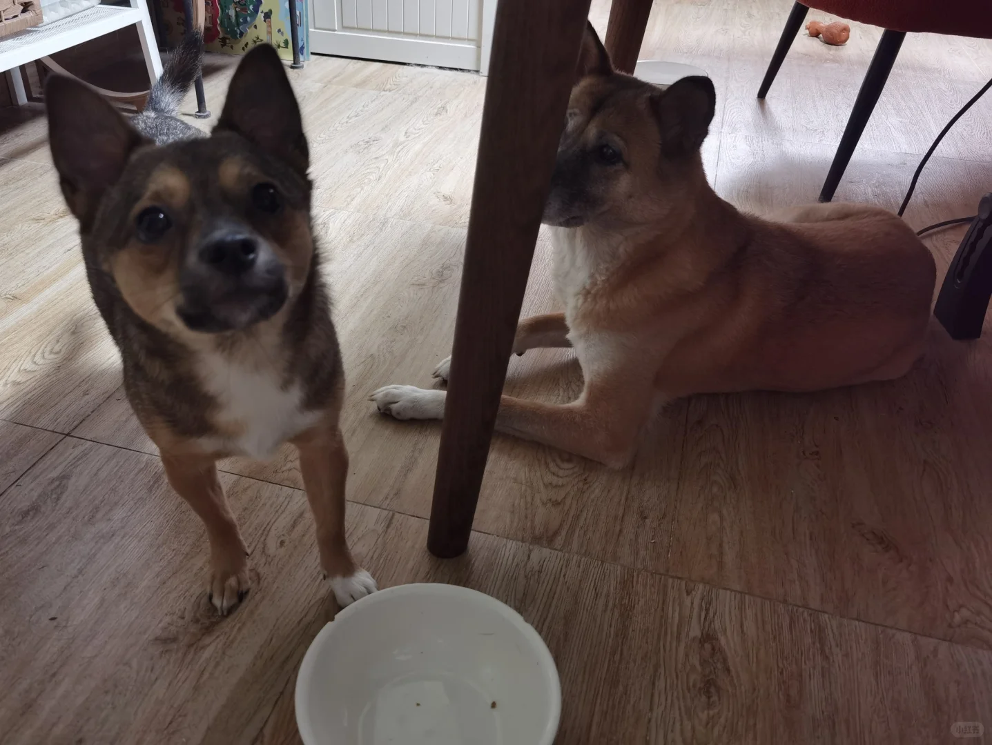 让你不吃放在那里，你姐一口没给你剩