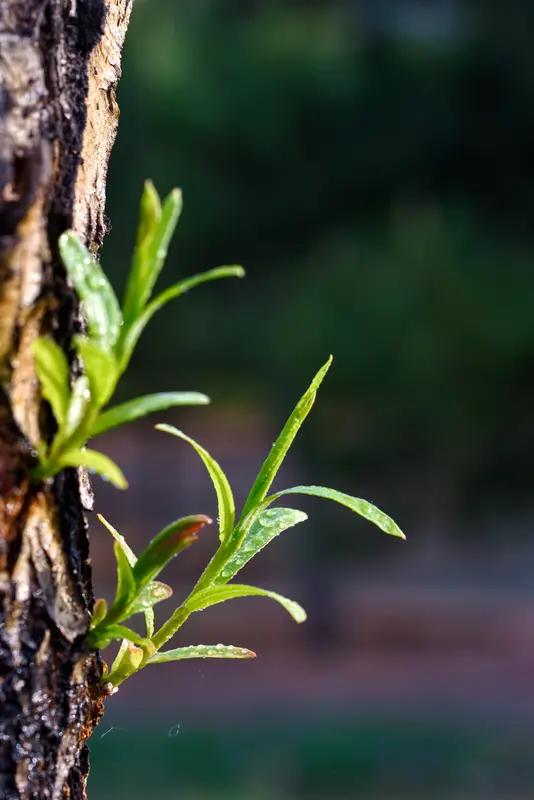 太痛心了，广东27岁女孩“巧巧”因胃萎缩去世，遗体都已火化。她原本90多斤，患病