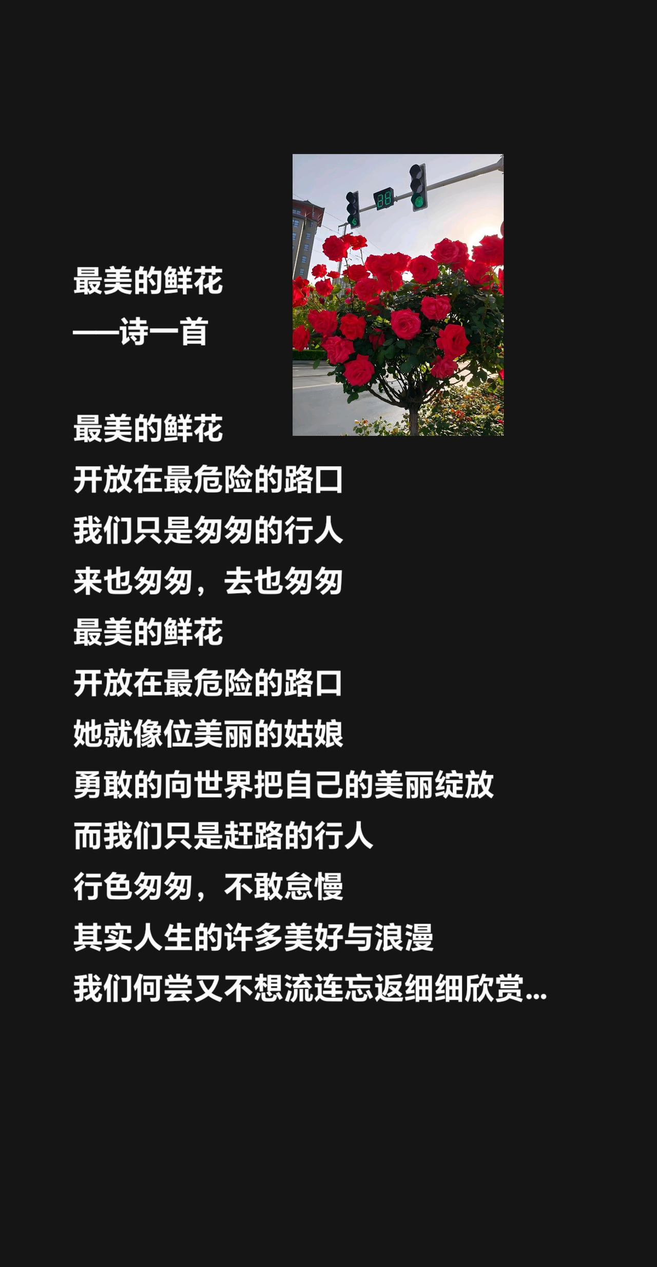 最美的鲜花
——诗一首

最美的鲜花
开放在最危险的路囗
我们只是匆匆的行人
来