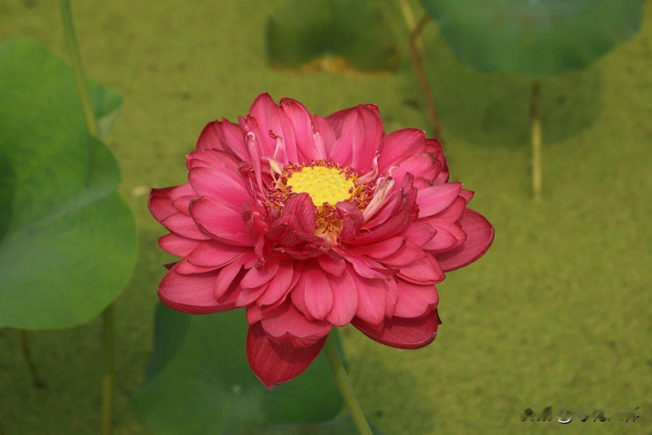 如图，你能看出这是什么花吗？
恕我眼拙，第一眼我以为是牡丹，再看又以为是变种的菊
