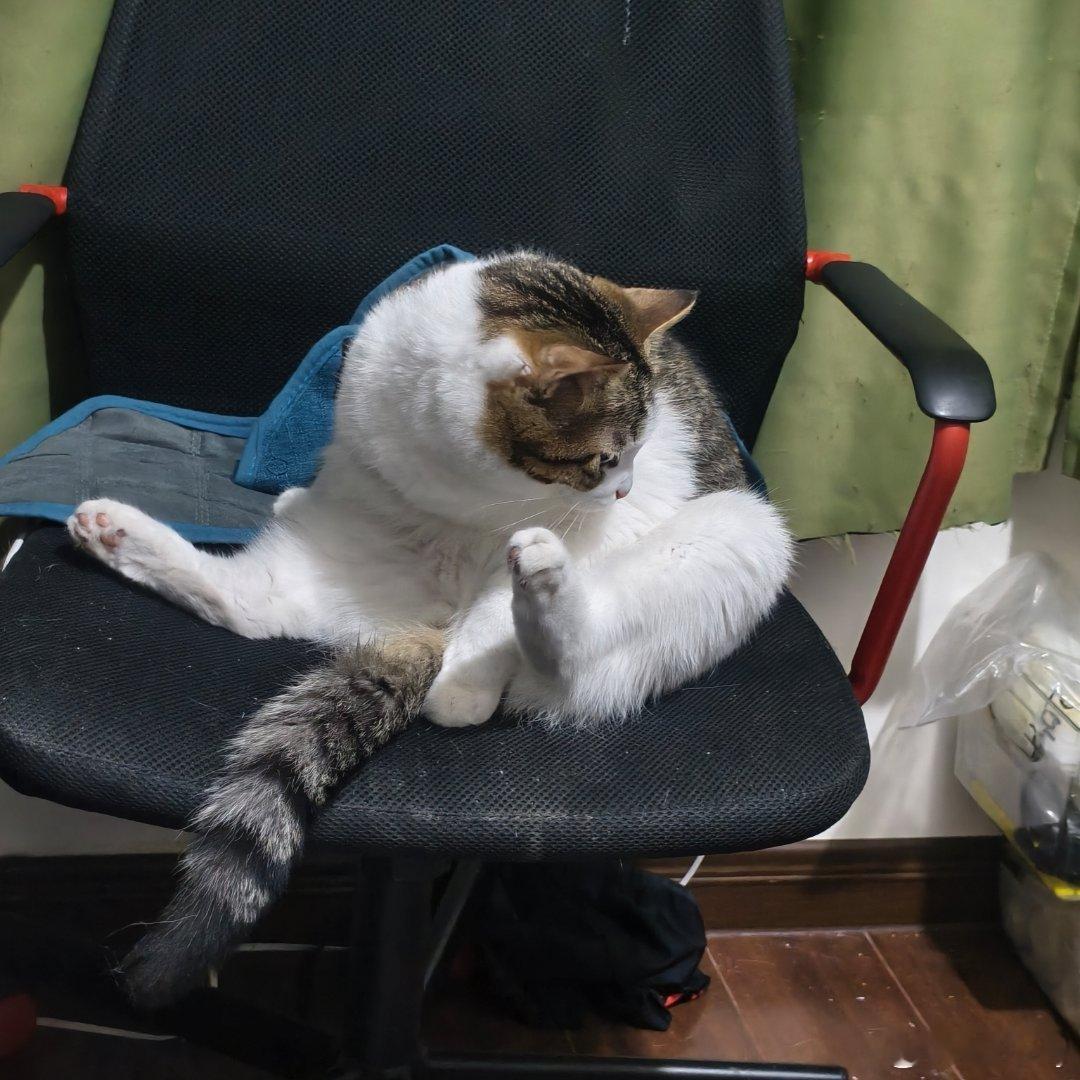 大半夜给猫掏皮燕子 ​​​