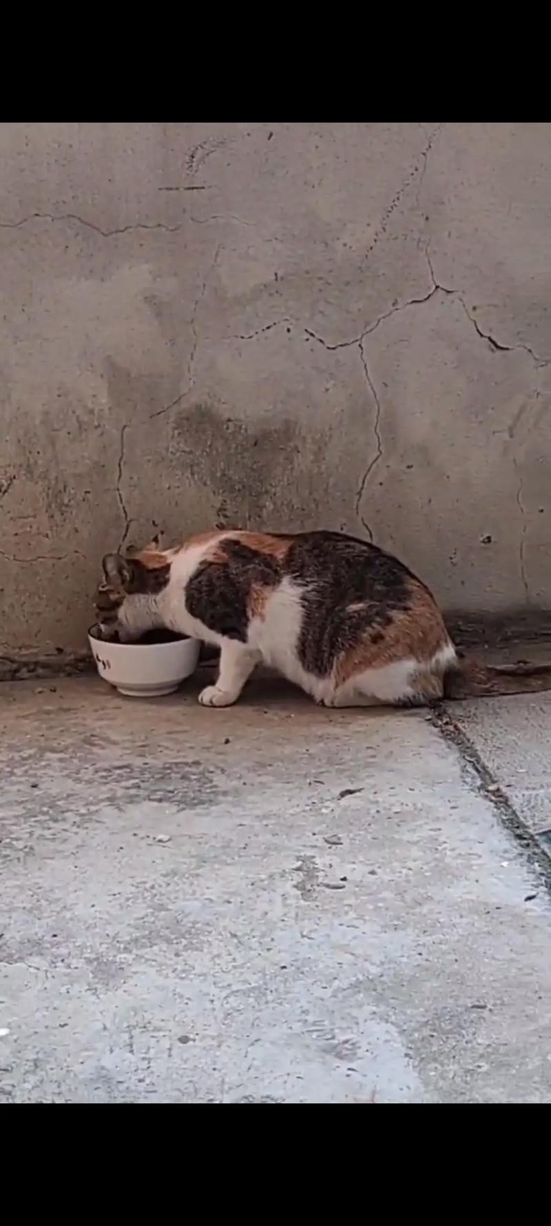 一只流浪猫，被男子喂养了10年，可是男子要离开南京了，提前和猫咪说过了，他离开的