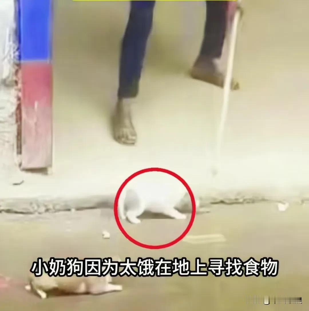 孩子因为肚子饿，在门口来回走动找食物。主人见了心里厌烦，抄起木棍就把孩子捅翻到老