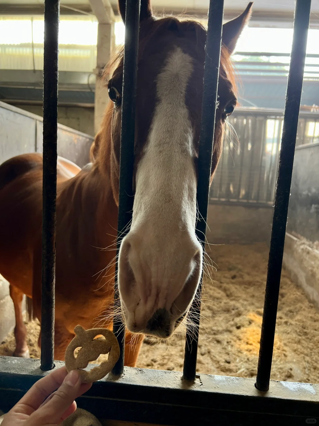 👻万圣节马饼干🎃