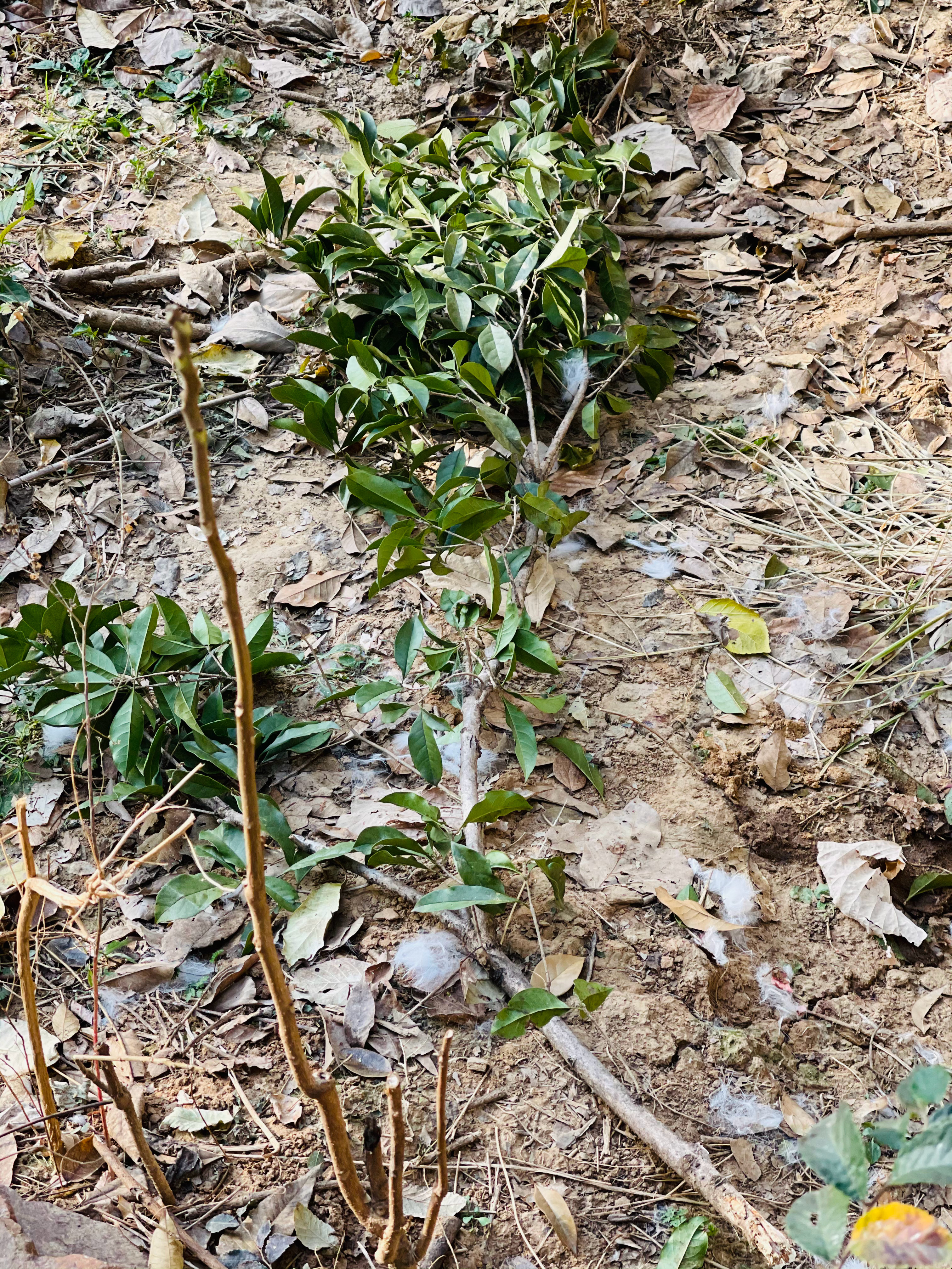 [苦涩]桂花树惨遭毒手。  ​​​