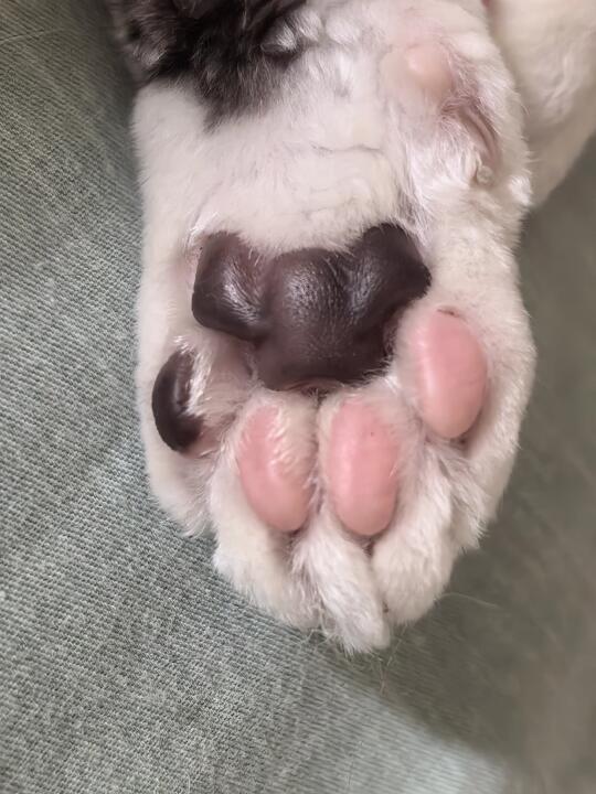 巧克力草莓味道的小猫爪能不能借我用用