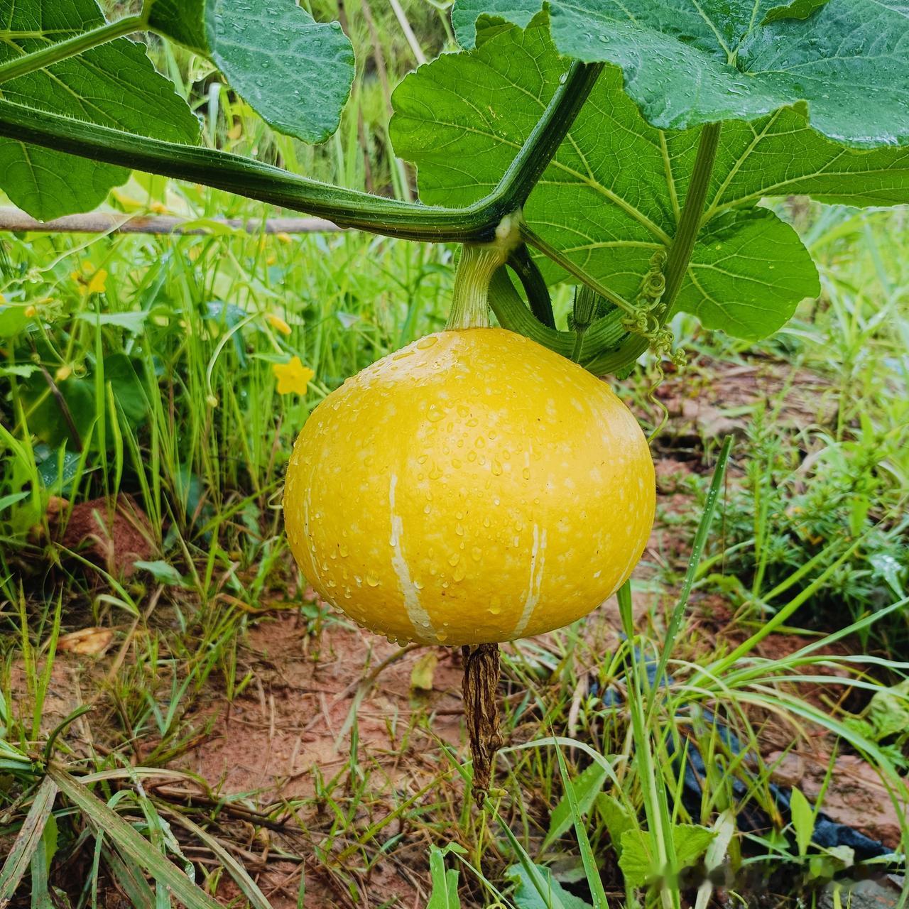 下雨了
来菜园里看看我的金贝贝南瓜
它长得一天比一天大
慢慢开始成熟了
过一段时