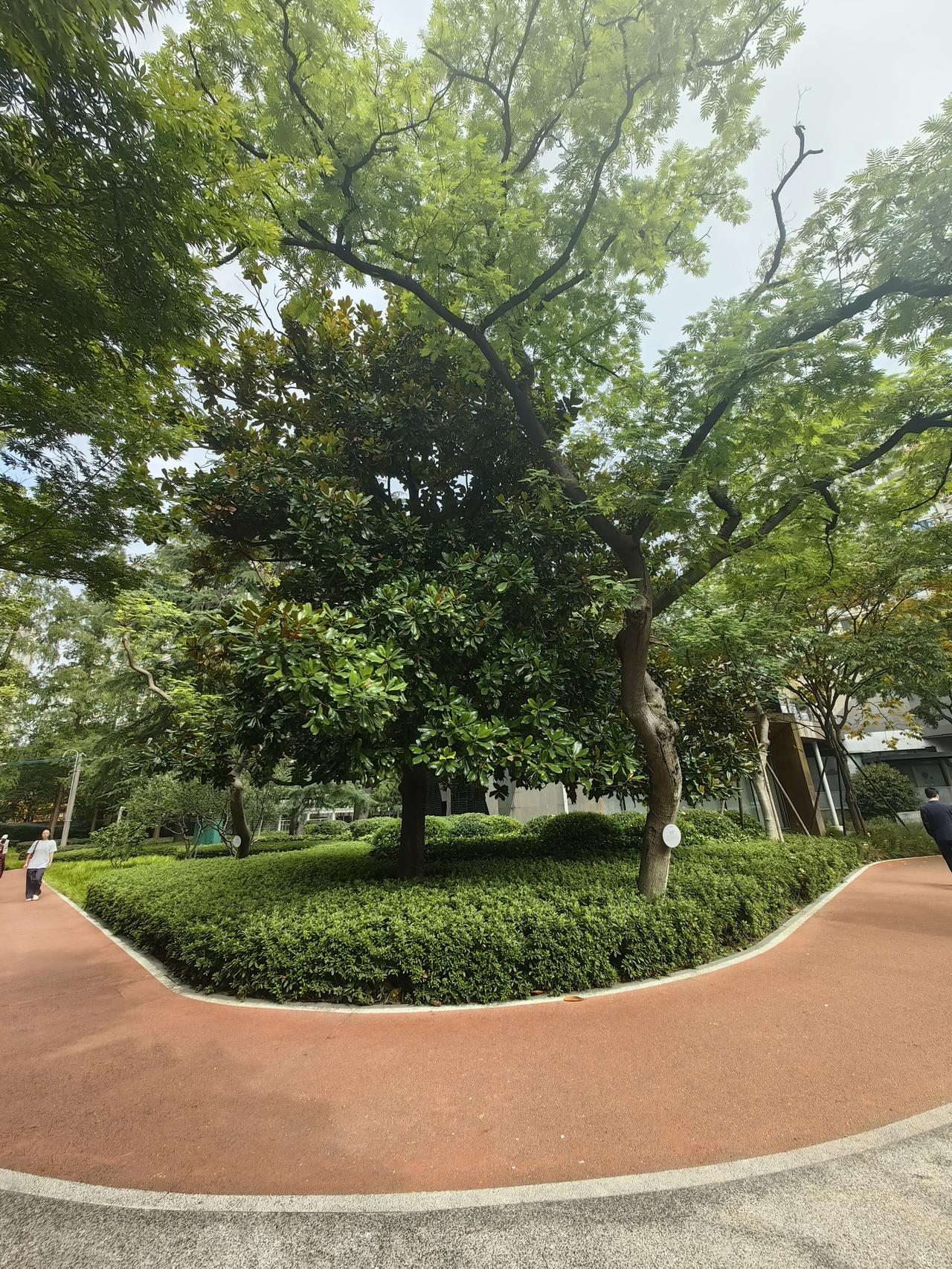 晒图笔记大赛 晒图笔记大赛九月桂花香更浓。
立秋之后逛小区，总觉得路边草木少了点