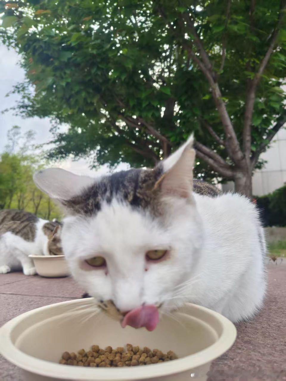 49836【丑猫】46991缟纻携丑猫兄弟袭来，兄弟共食猫豆真是快哉快哉 