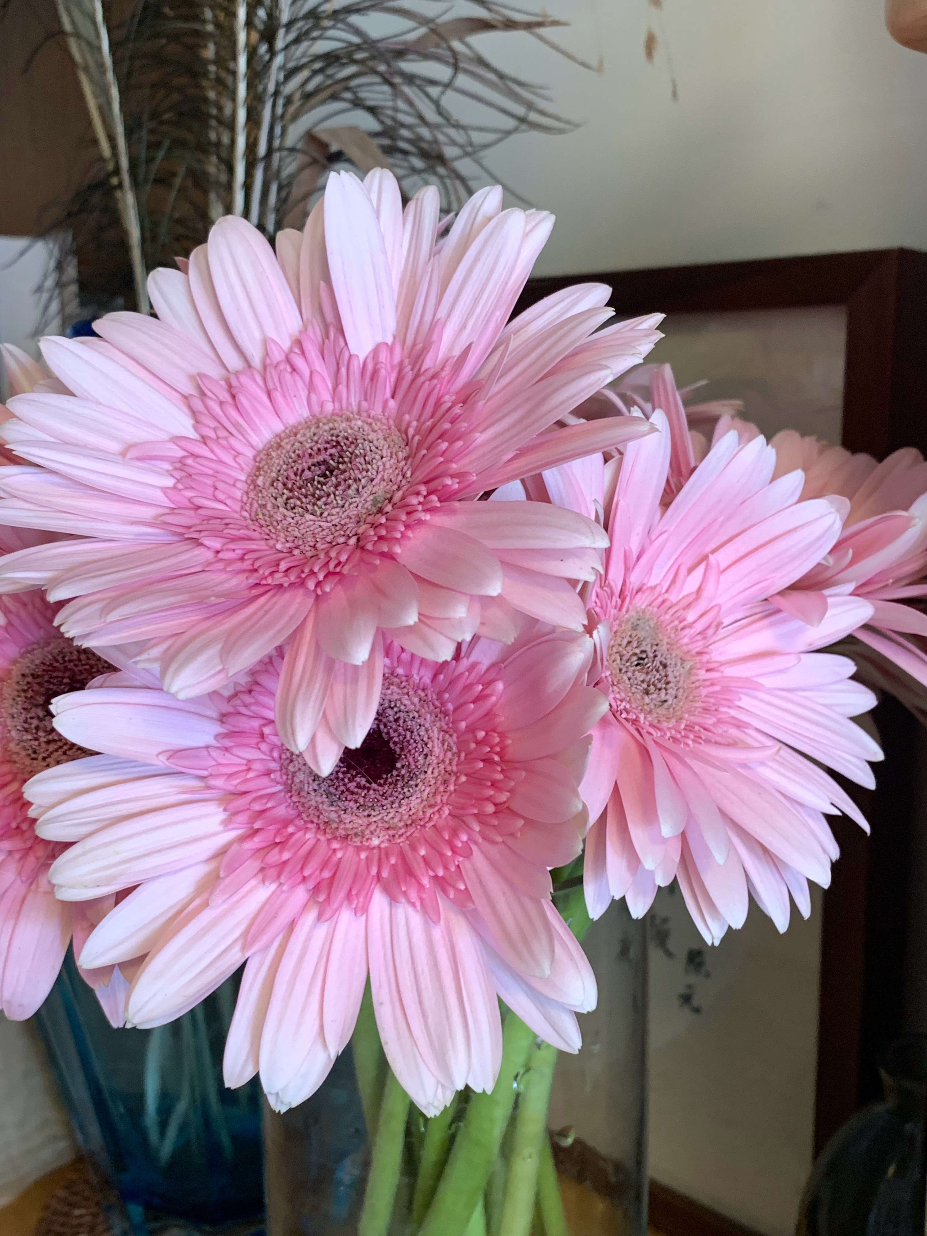 非洲粉菊如烟花🎆 