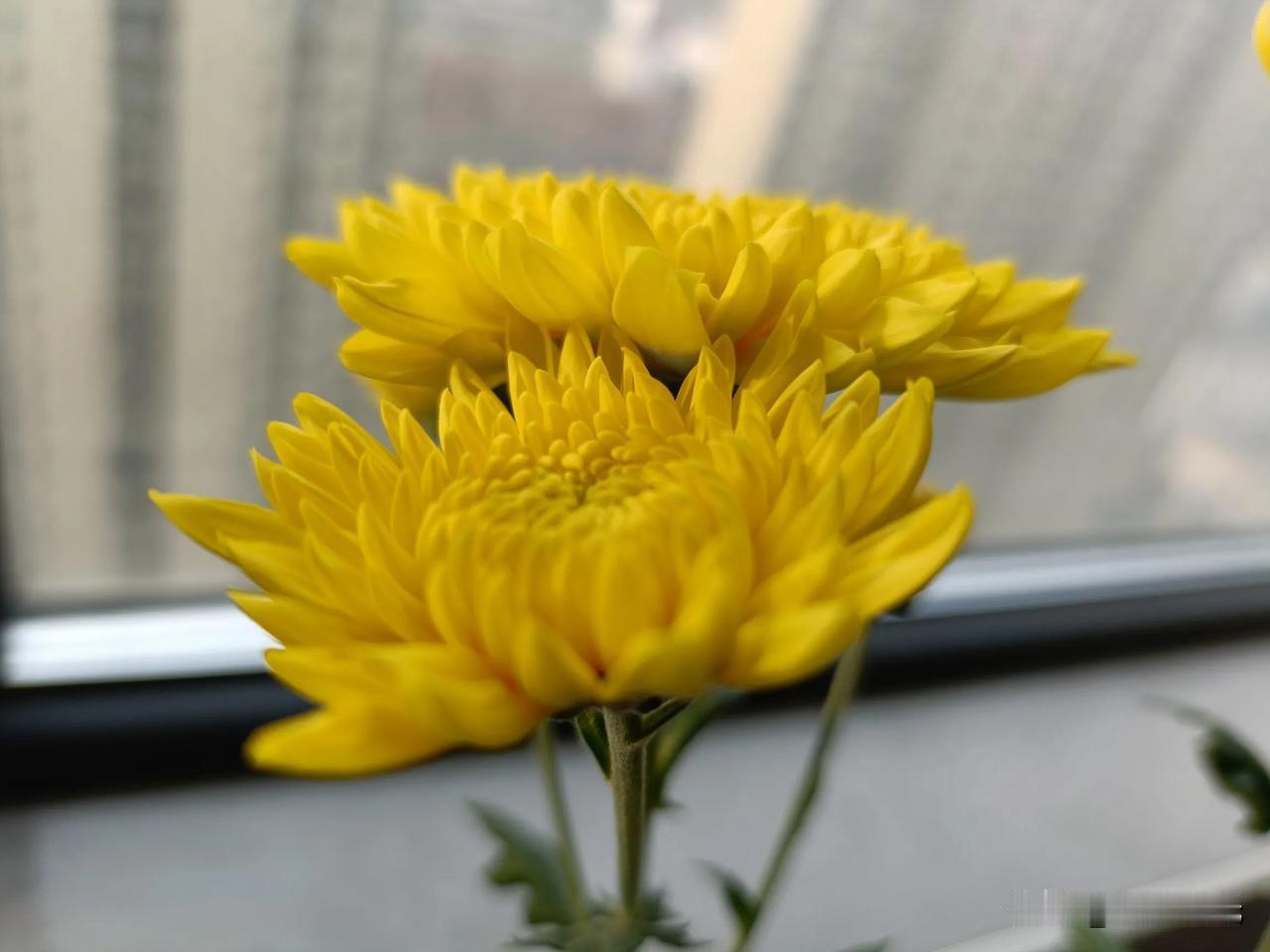 晒图笔记大赛手机随拍清晨花