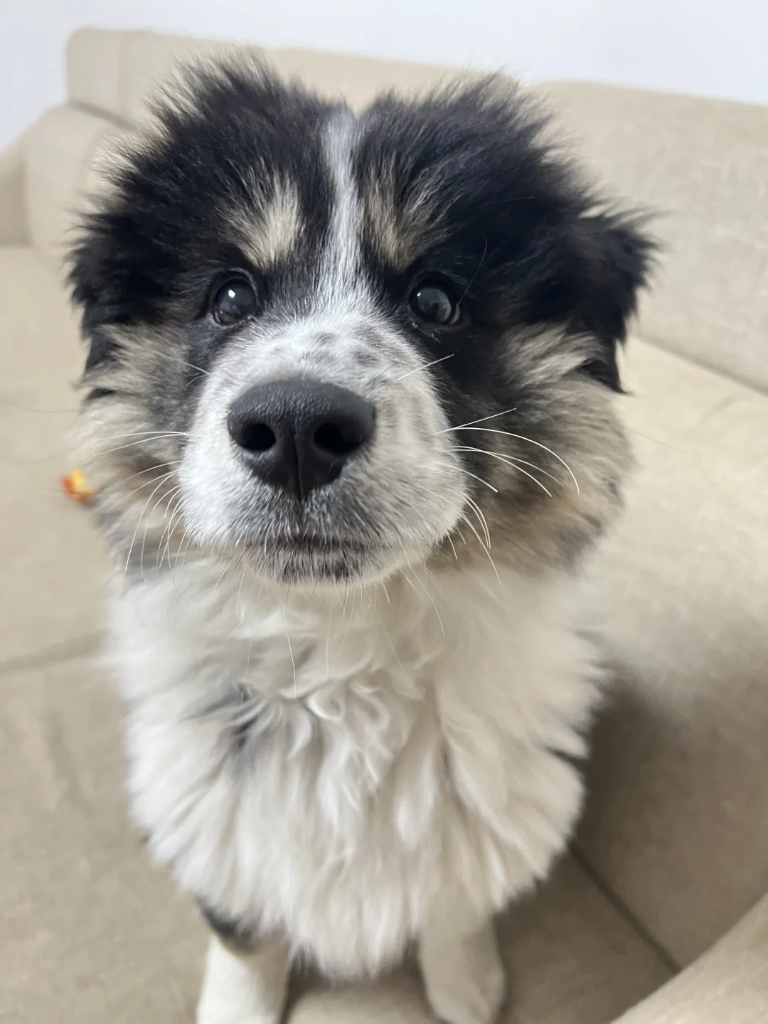 想不到吧如此可爱的狗狗其实是个魔丸