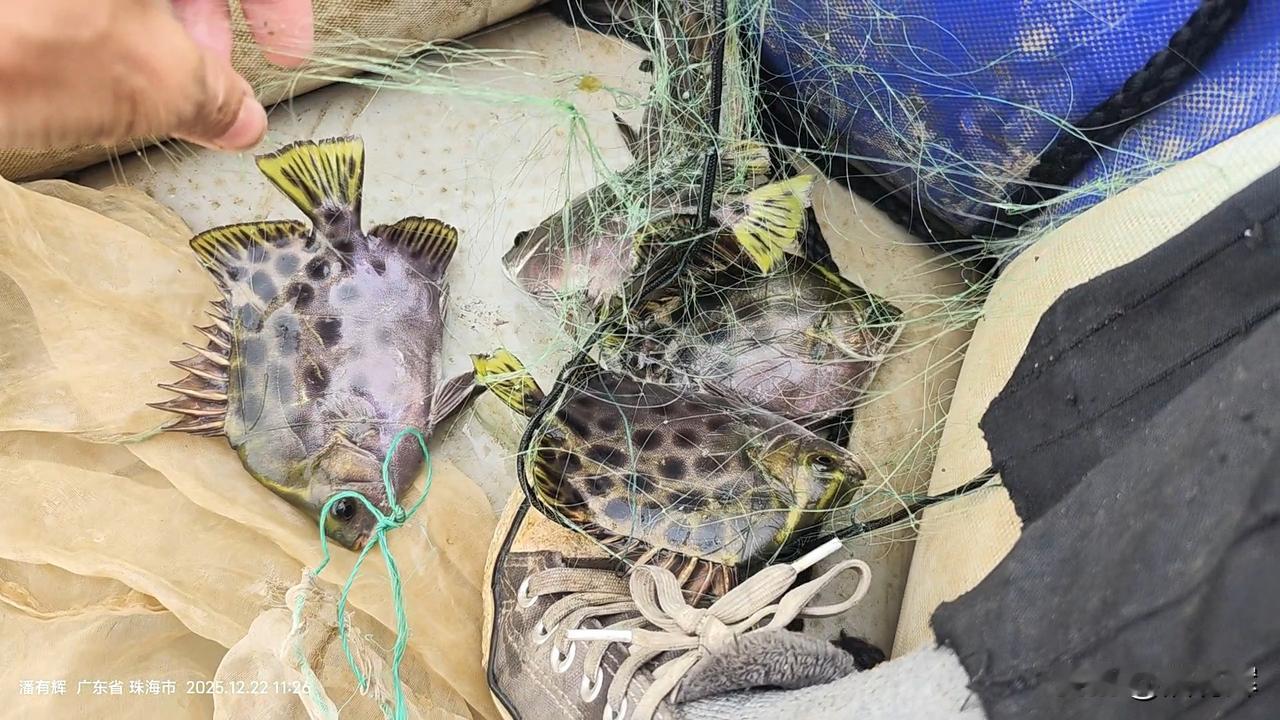 终于找到金鼓鱼了，一下子上了五条，看别人去菜市场买要五十一斤。据说做不好会苦。尽