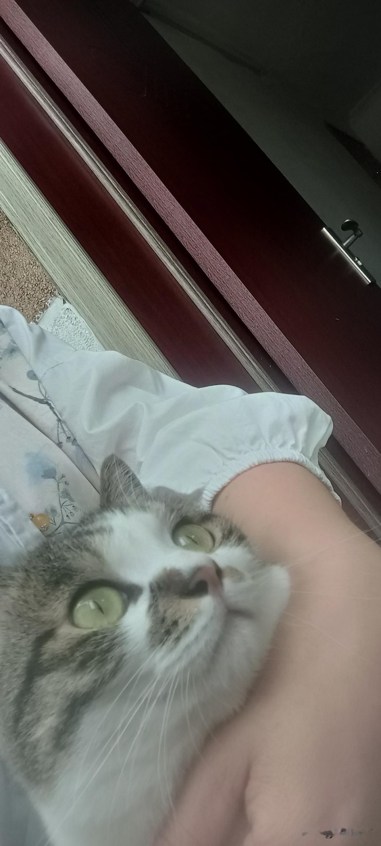 被这双眼睛治愈了[害羞]

今天抱猫的时候，突然被它的眼神击中了！那双圆溜溜的绿