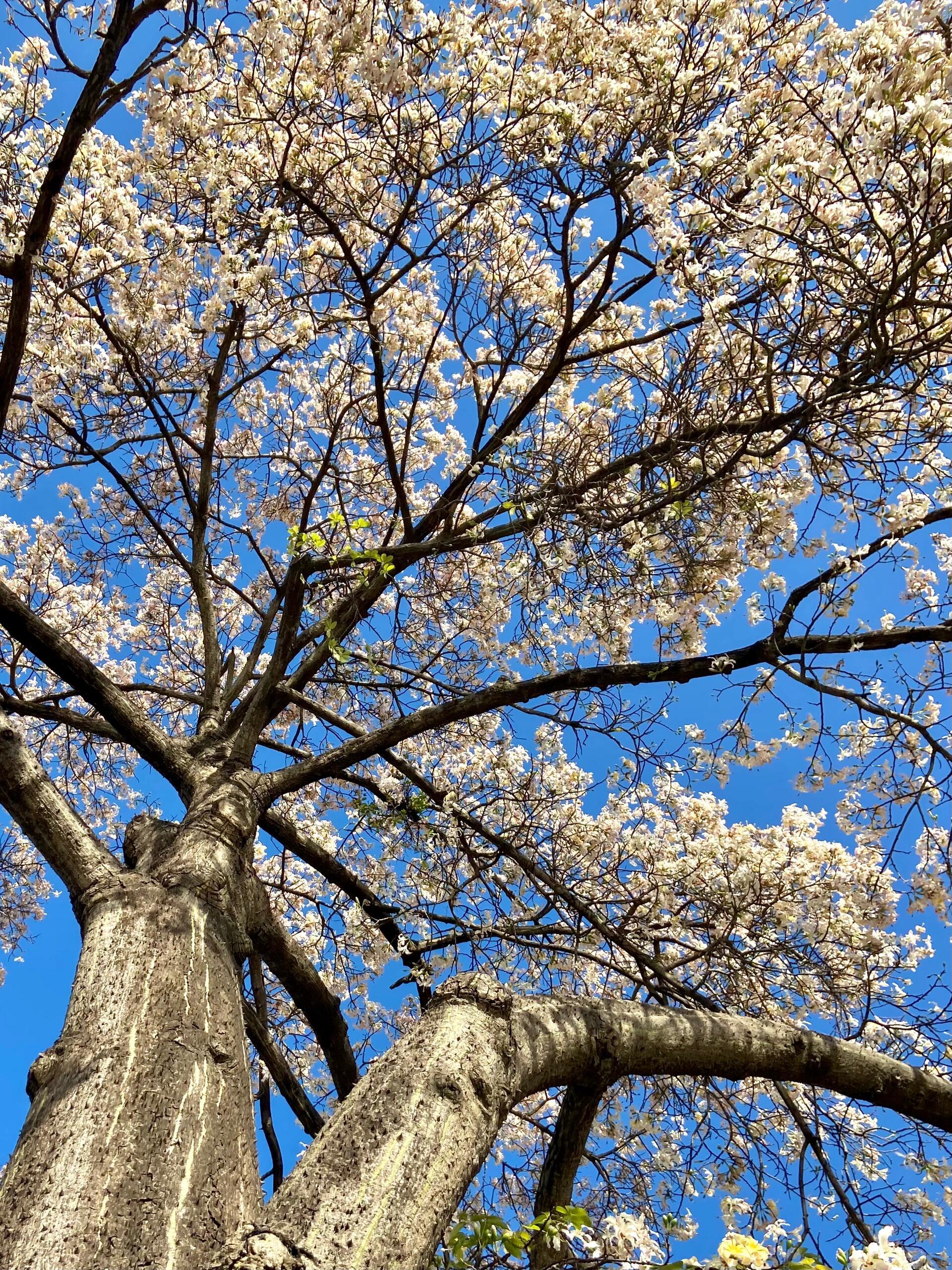 广东冬天的限定好嘢 第一次见在广东能有如此美丽的景色[哈哈] 