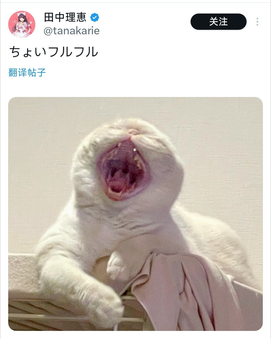 田中理惠家的“奇怪龙”猫猫 