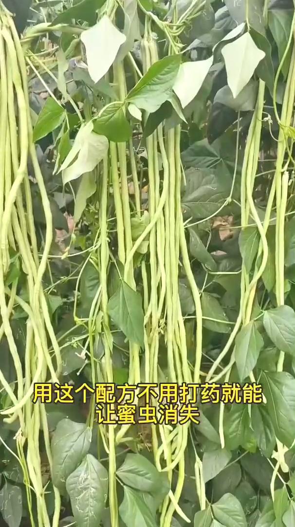 豆角生了蜜虫怎么办？教你一招不用打药就能轻松解决。
豆角在种植过程中下雨或者湿度