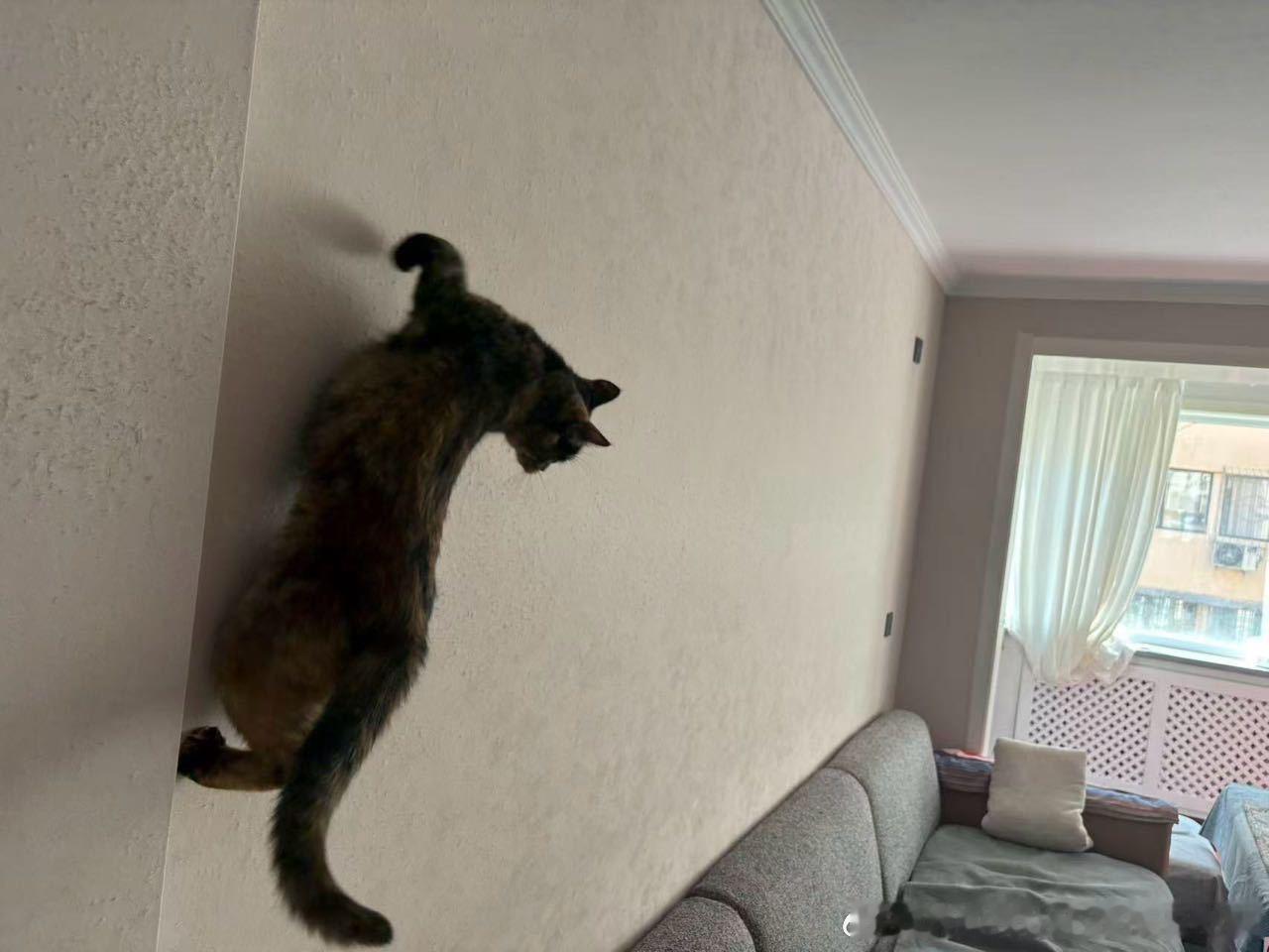 49248【丑猫】心灵丑，spidercat。 
