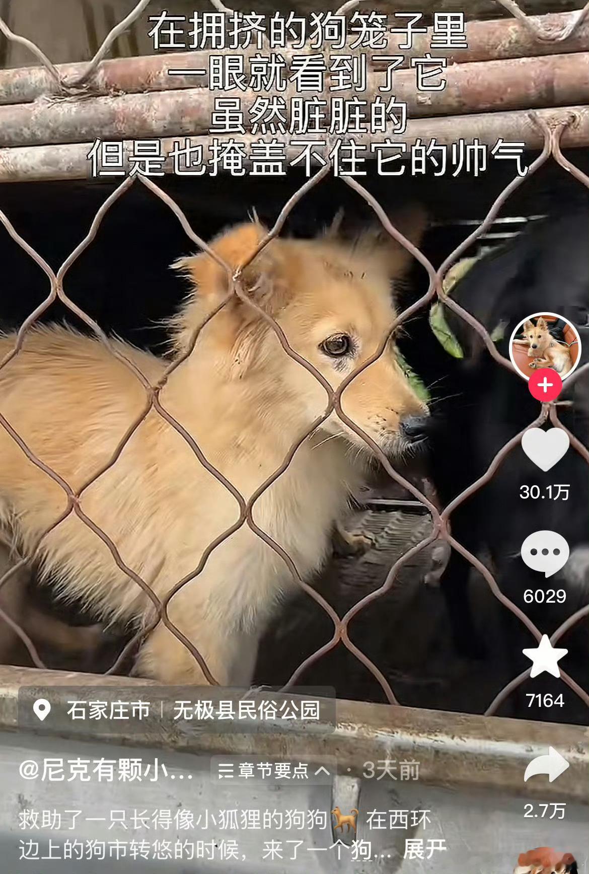 连狗都知道好看能当饭吃，好看比努力更重要。丑的人，做狗，丑狗也只是死路一条[泪奔