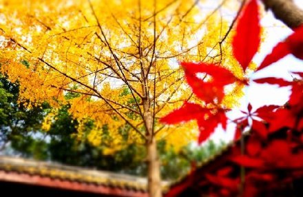 秋风渐渐正吹凉，似报归期未欲忙。寻路竹间深入寺，泊船沙外远依庄。小槽压酒珠红滴，
