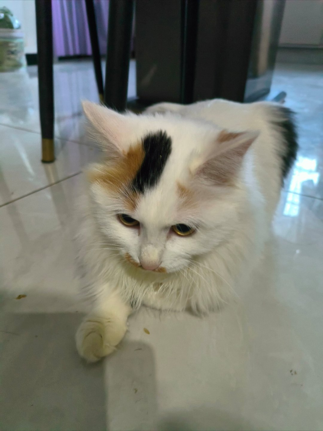 猫咪       这只长毛三花的“美人尖”也太会长了！瘫在地板上的时候是慵懒小仙