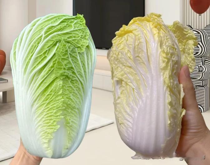 有没有发现，平时买菜时会遇到两种不同颜色的白菜，一种绿色，一种黄色，看着不知道买