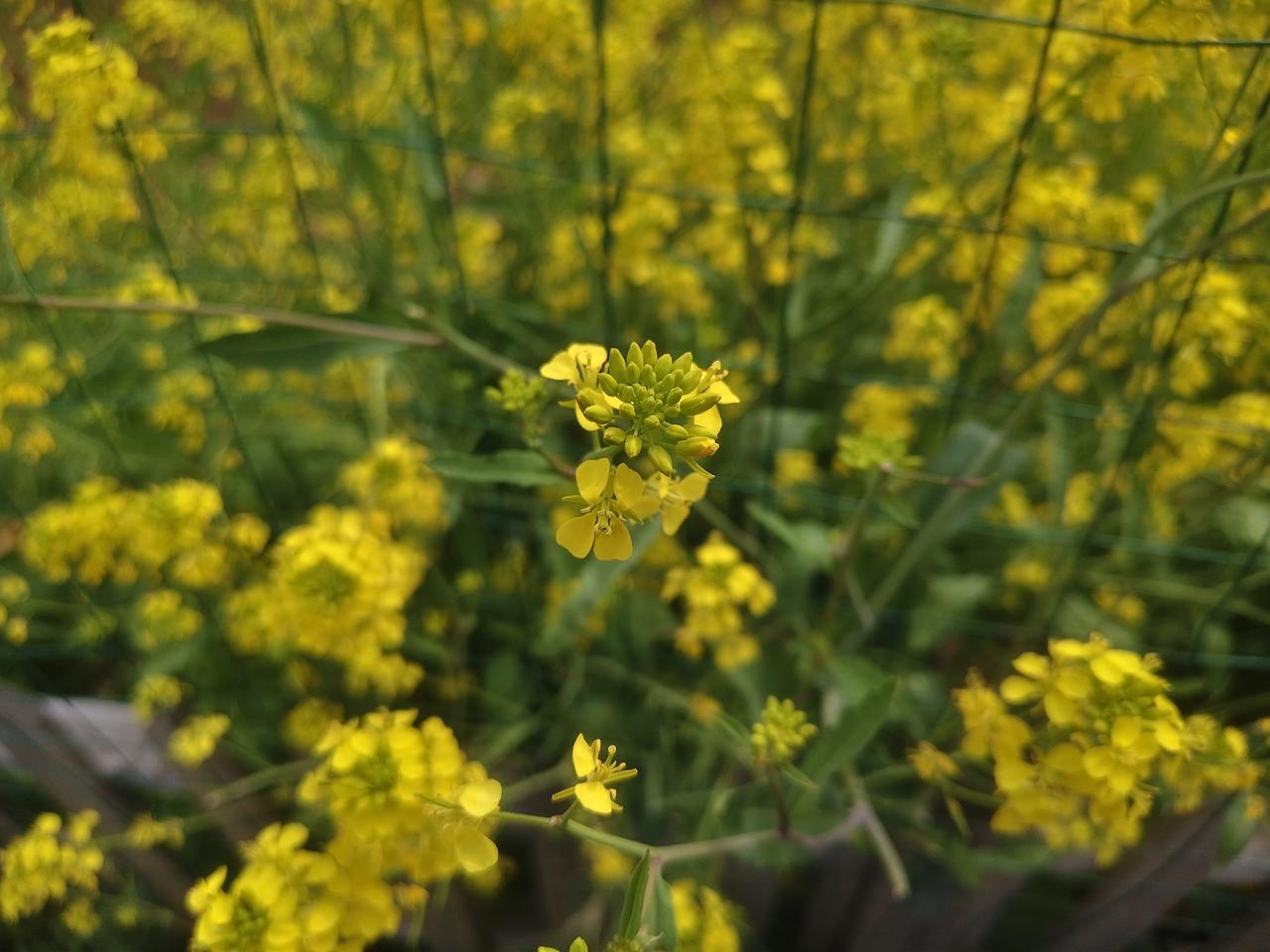 “忽如一夜春风来，千树万树梨花开”，这句诗虽未直接写“雪”字，却把雪写得绝美。诗