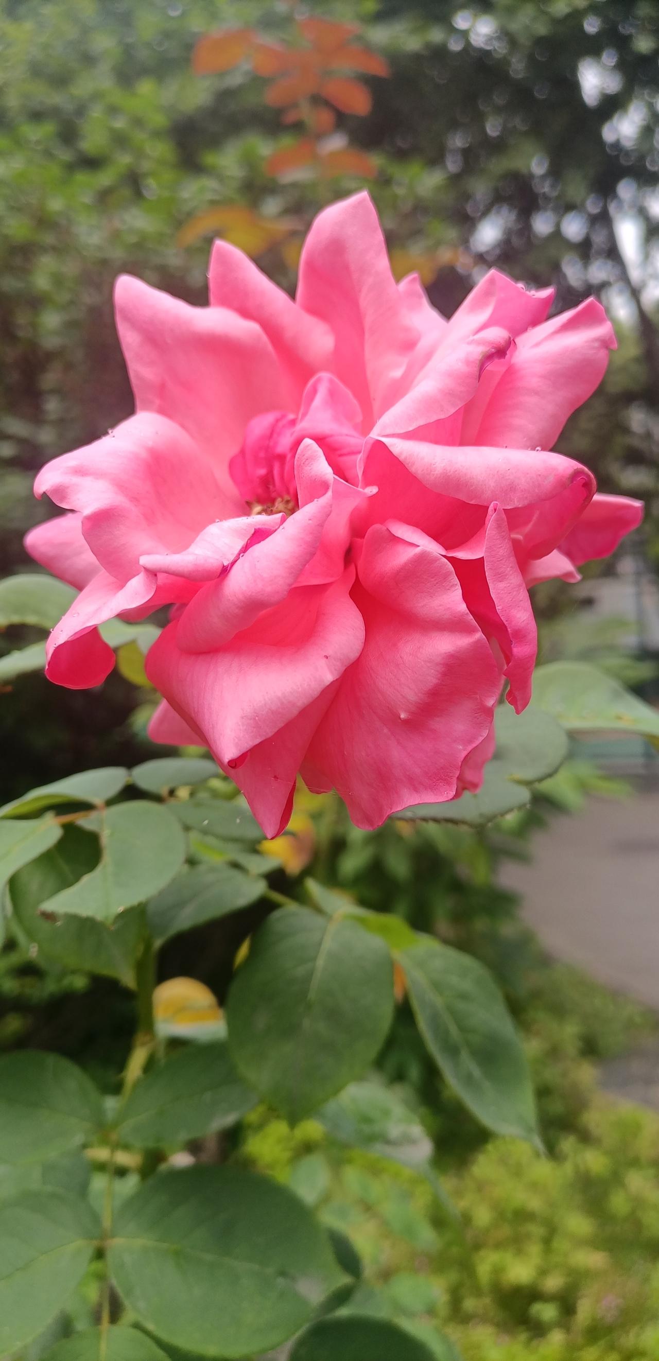 【夏之韵·修禅：以花寄情，平和即是禅】夏日生活打卡季
花开花落不由人，
四季轮回