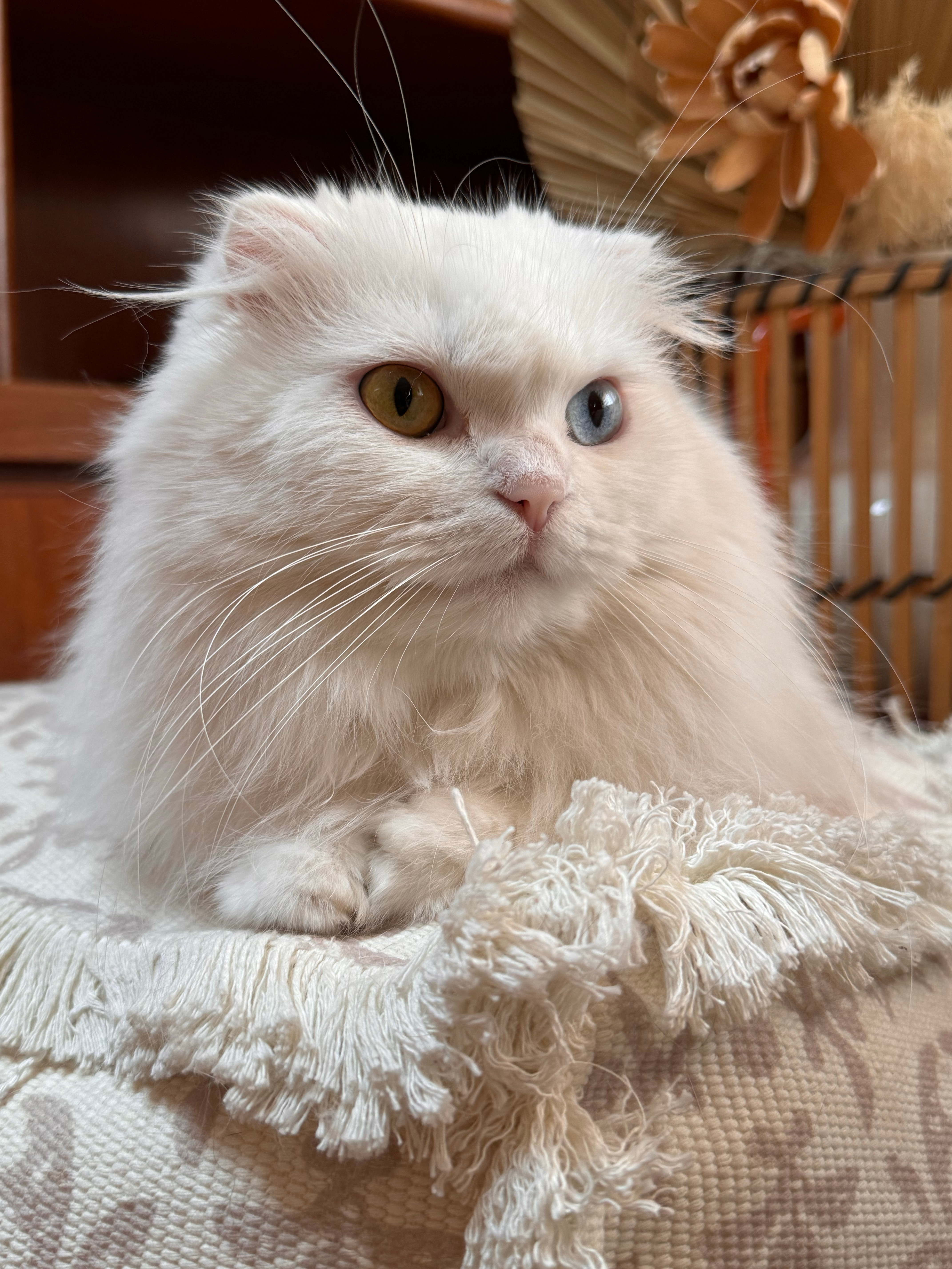 我家的大美女～猫猫咪异瞳猫高地长毛猫