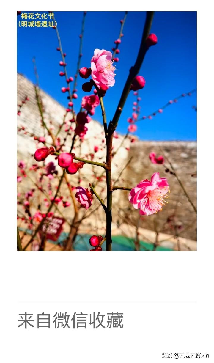 《老乐美拍·明城墙遗址梅花》

红梅绽晓烟，
古堞共春妍。
何必江南觅，
城东萼