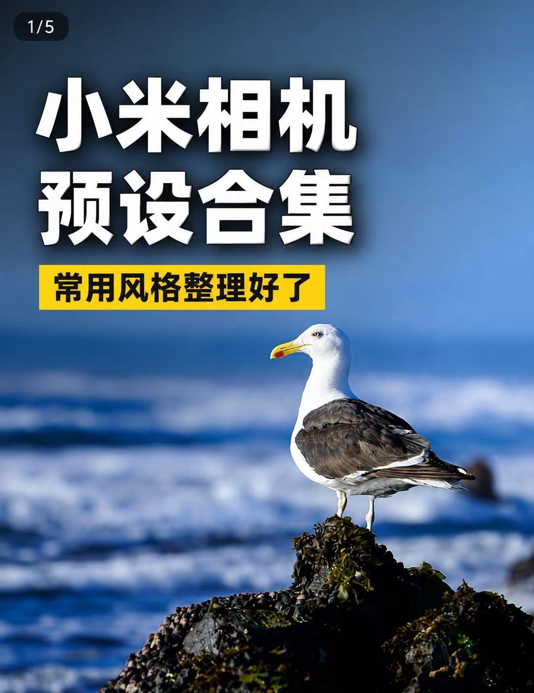 小米相机预设合集 日常拍照这些风格更实用。换一套风格预设 同样的场景可以拍出不同