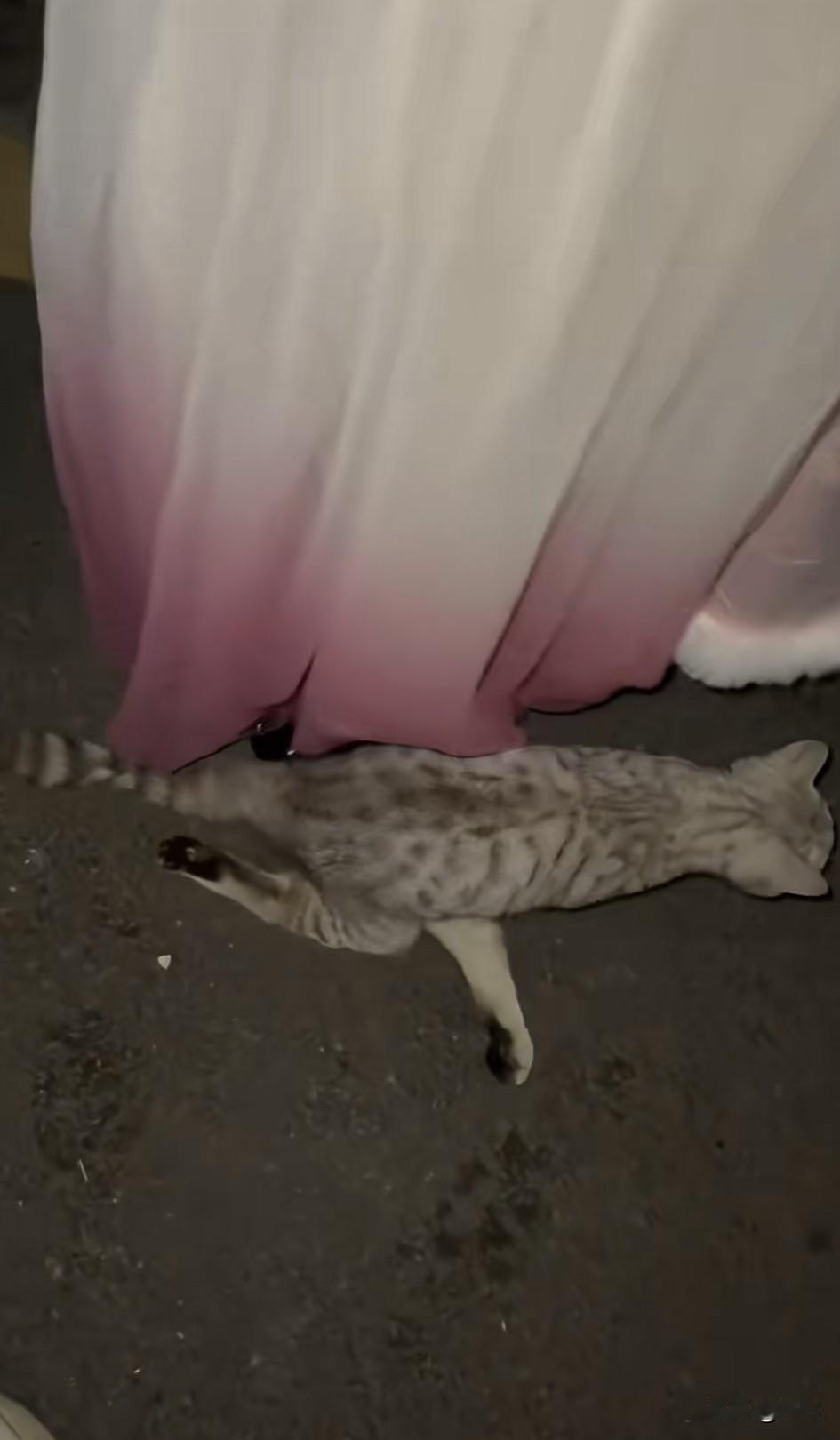 太可怜了！这天夜里，两位小姐姐去散步。当她们走到一条马路上的时候，看到了无比凄惨