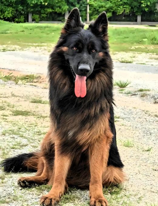 山东籍女子一家到云南旅游，在服务区休息时，60多岁老母亲出去溜达，突然被一只未拴