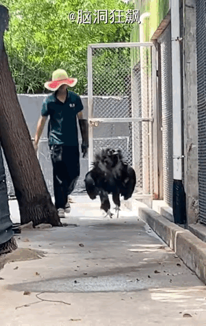 杨过：这不是我的雕，这不是。