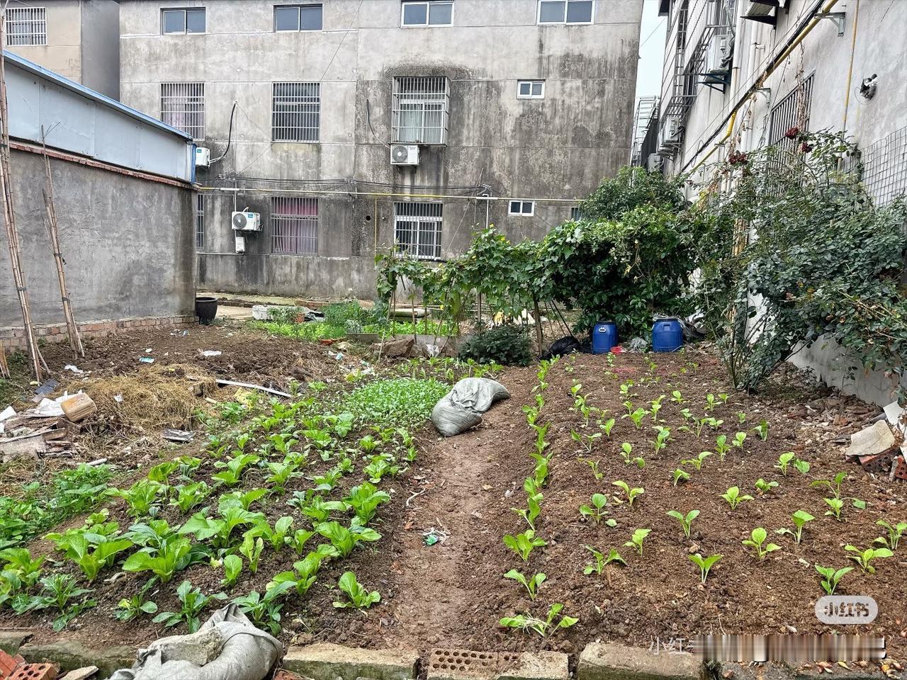 在房东屋后种了一片菜，不知道房东会不会说我[捂脸]