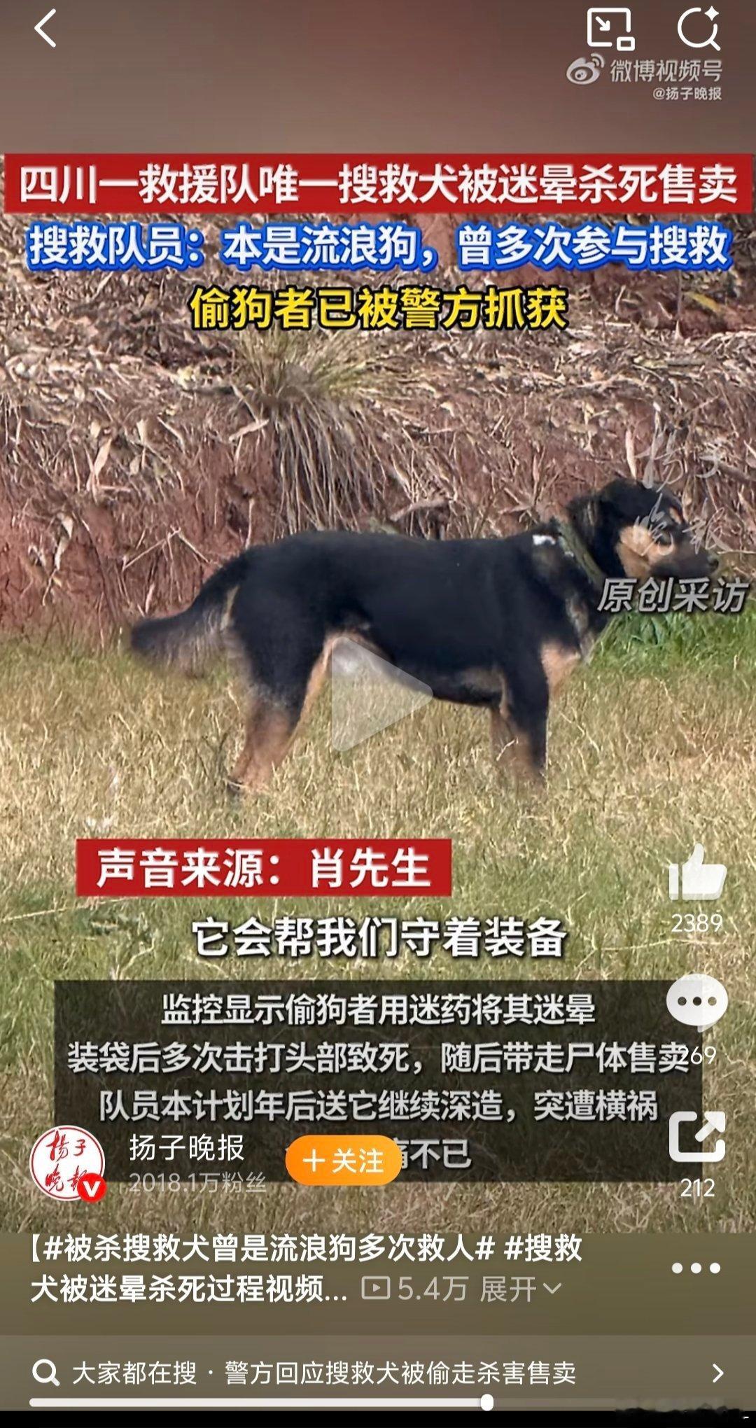被杀搜救犬曾是流浪狗多次救人看着好心疼好难过啊！ 它曾是无家可归的流浪狗，好不容