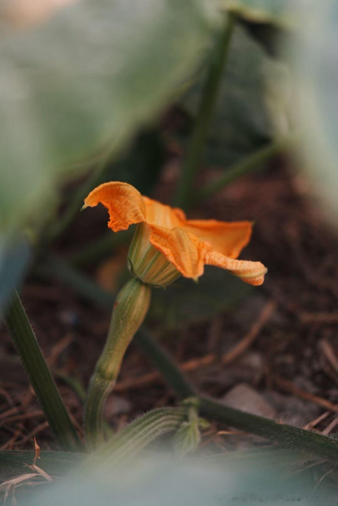 很多朋友说今天回来堵在路上我们早早就回来了在店里叹茶、弹琴、种菜、烤面包发现生活