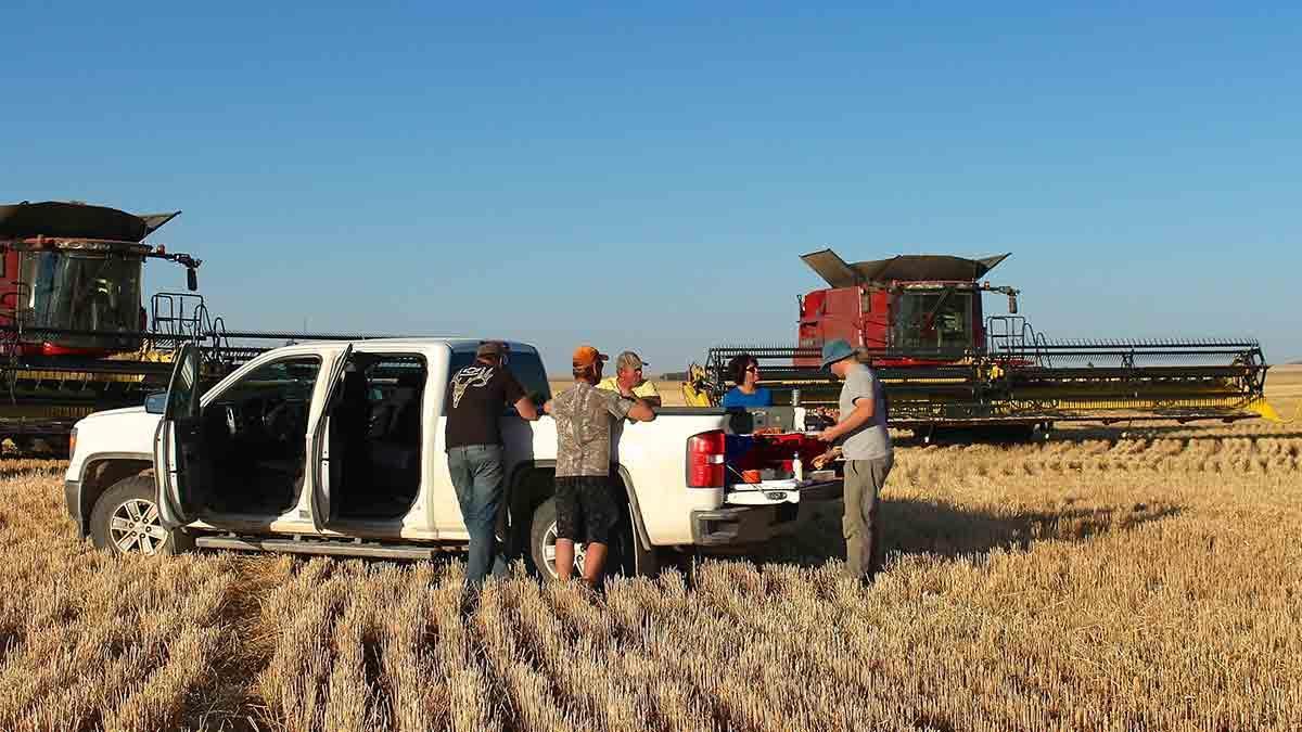 中方反制举措刚一落地，加拿大便立刻“川剧变脸”，数万加国农民濒临破产，加拿大农渔