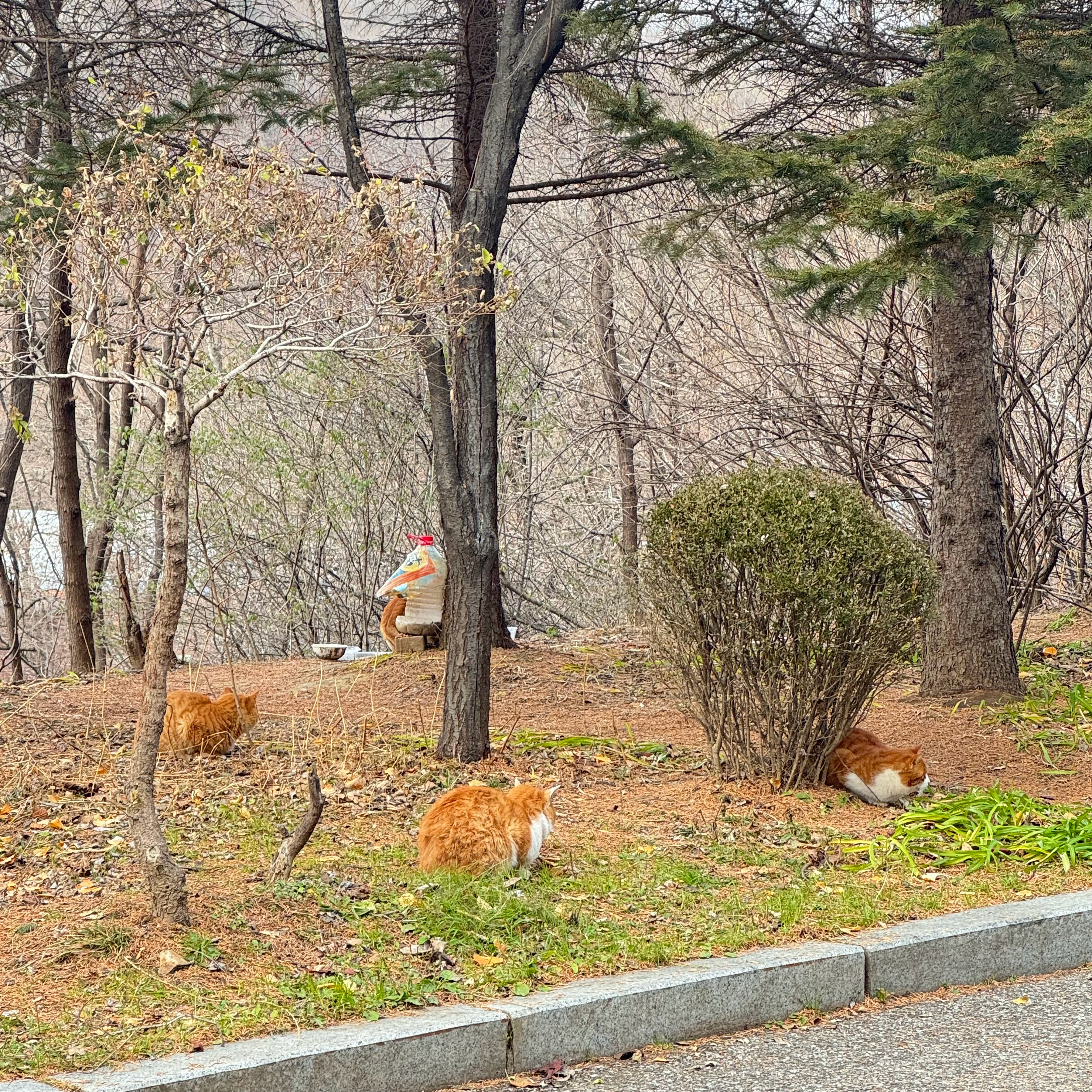 元宝山长猫～ 